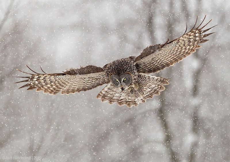 Canon EOS-1D Mark IV + Canon EF 500mm F4L IS USM sample photo. Great gray owl photography