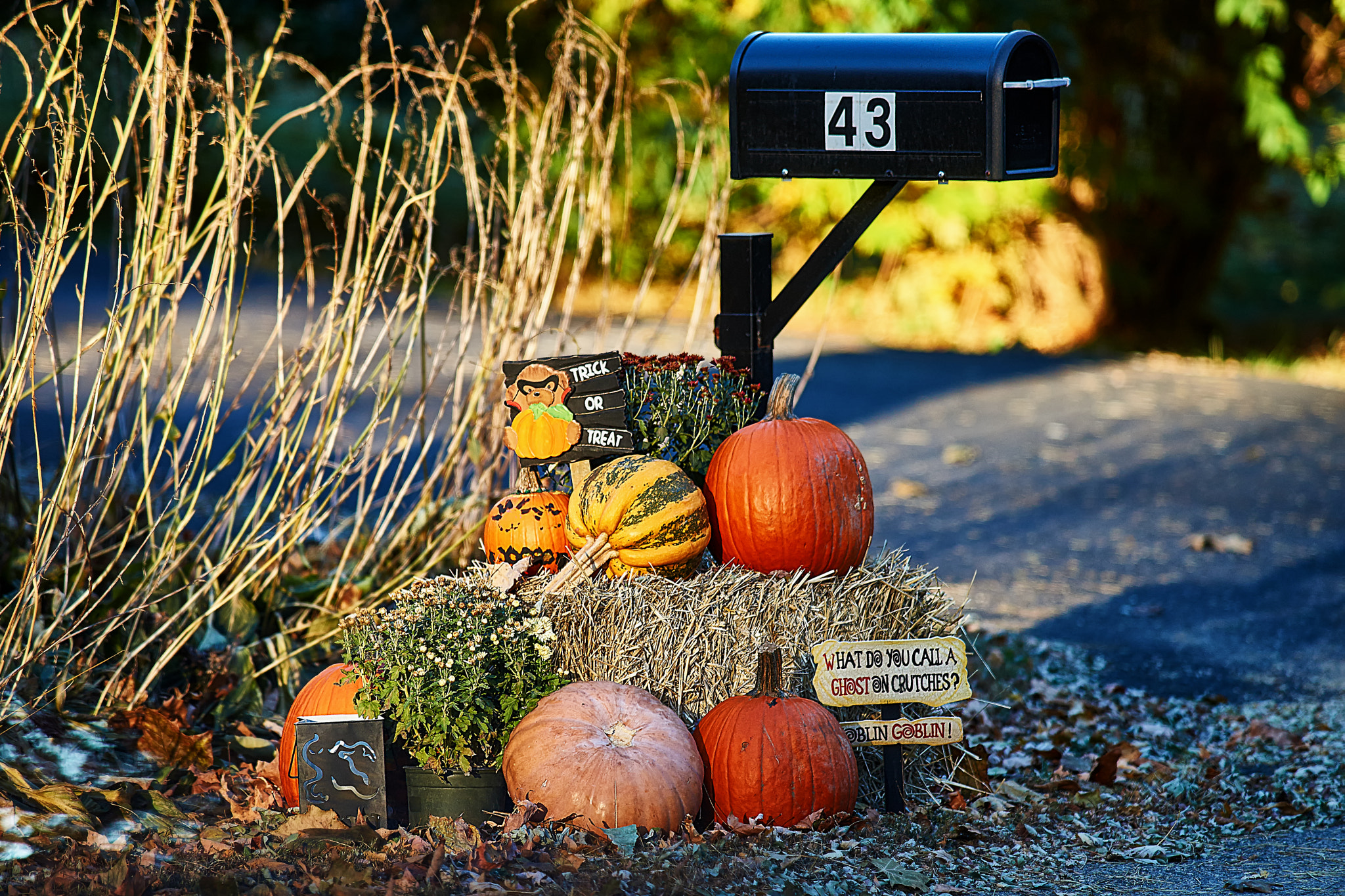 Minolta/Sony AF 70-200mm F2.8 G sample photo. Halloween photography