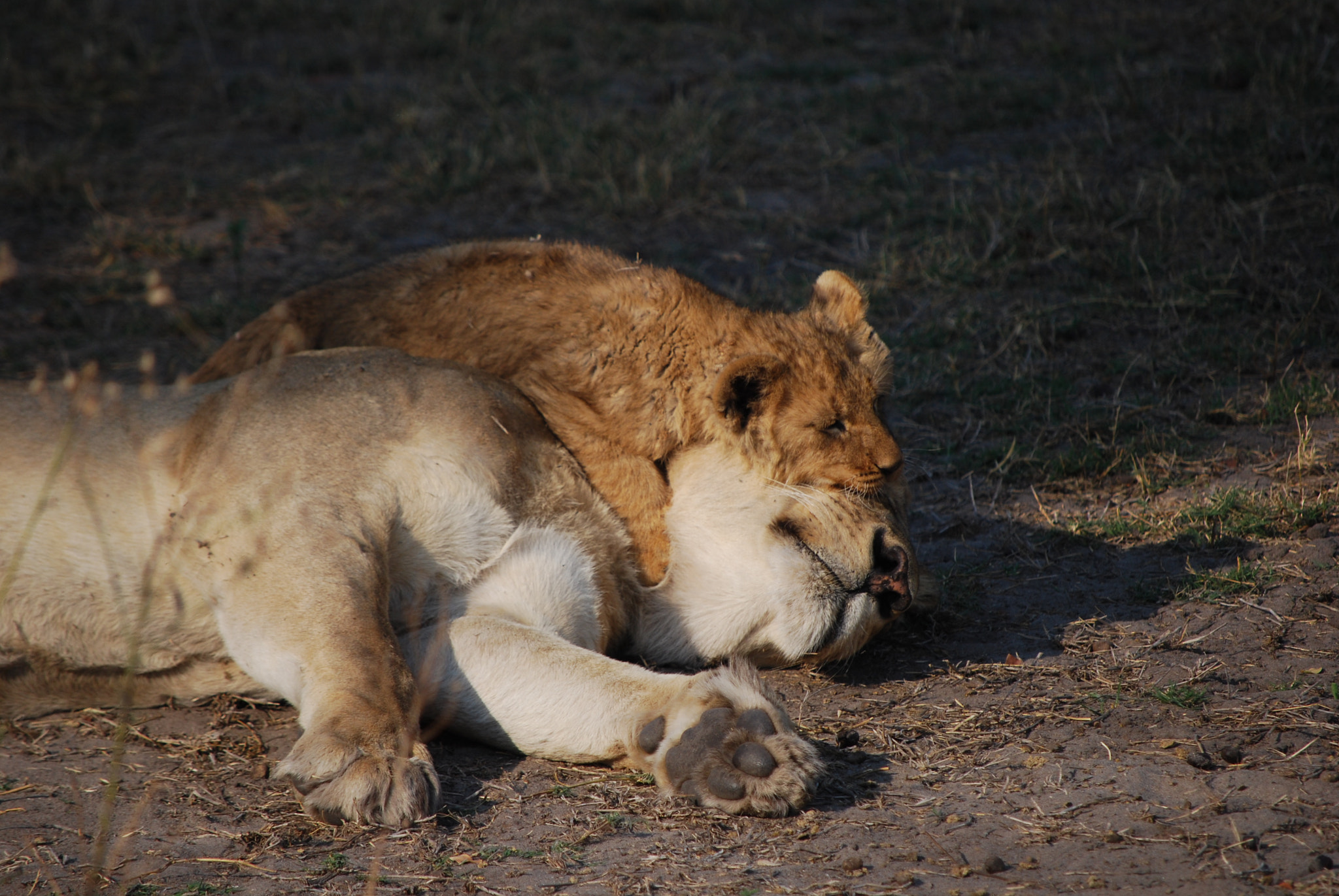 Nikon D60 sample photo. Botswana - okavango photography