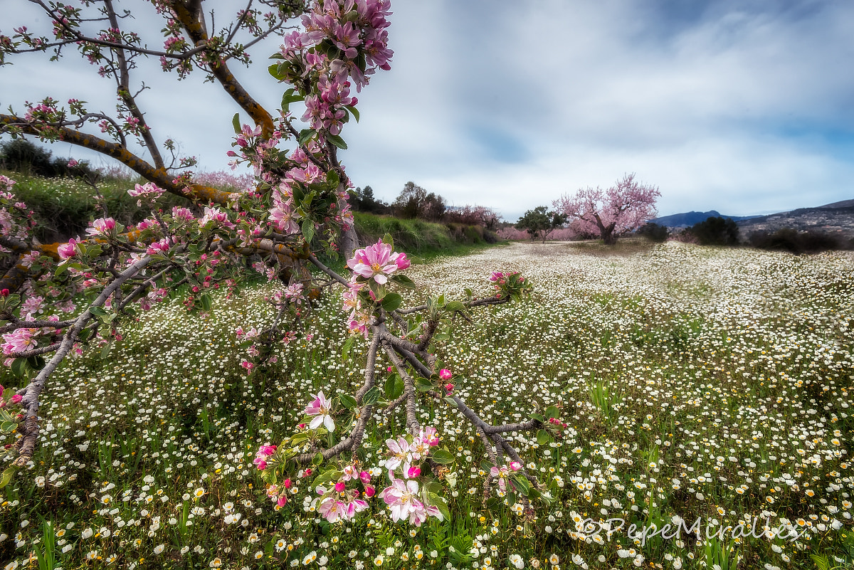Nikon AF-S Nikkor 17-35mm F2.8D ED-IF sample photo. Almendros photography