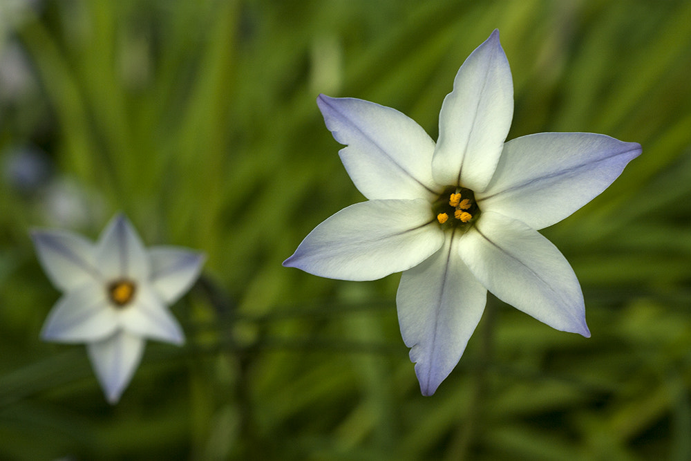 Canon EOS 40D + Tamron SP AF 90mm F2.8 Di Macro sample photo. We don't talk anymore photography