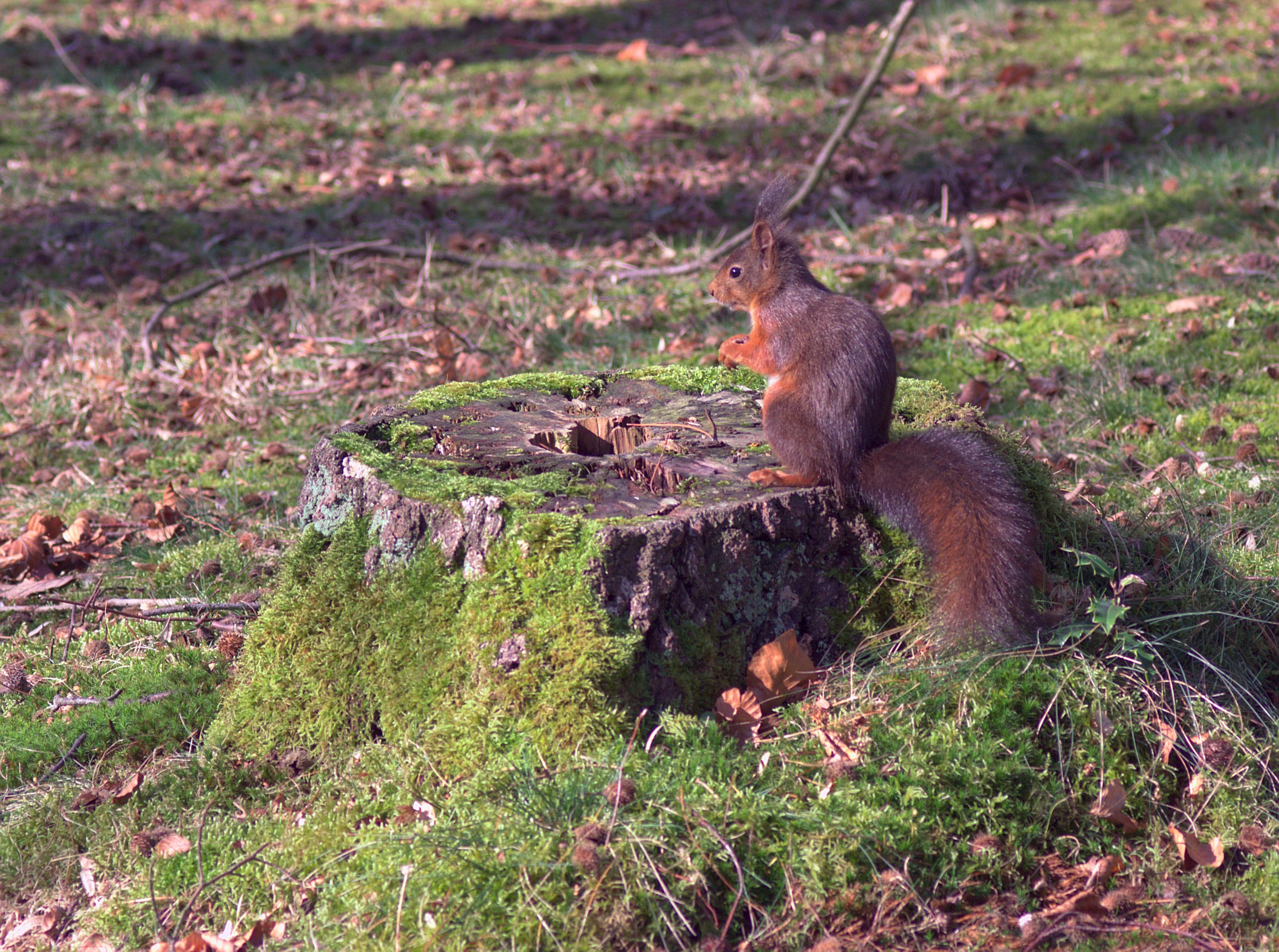 Canon EOS M sample photo. Where are my nuts ? photography