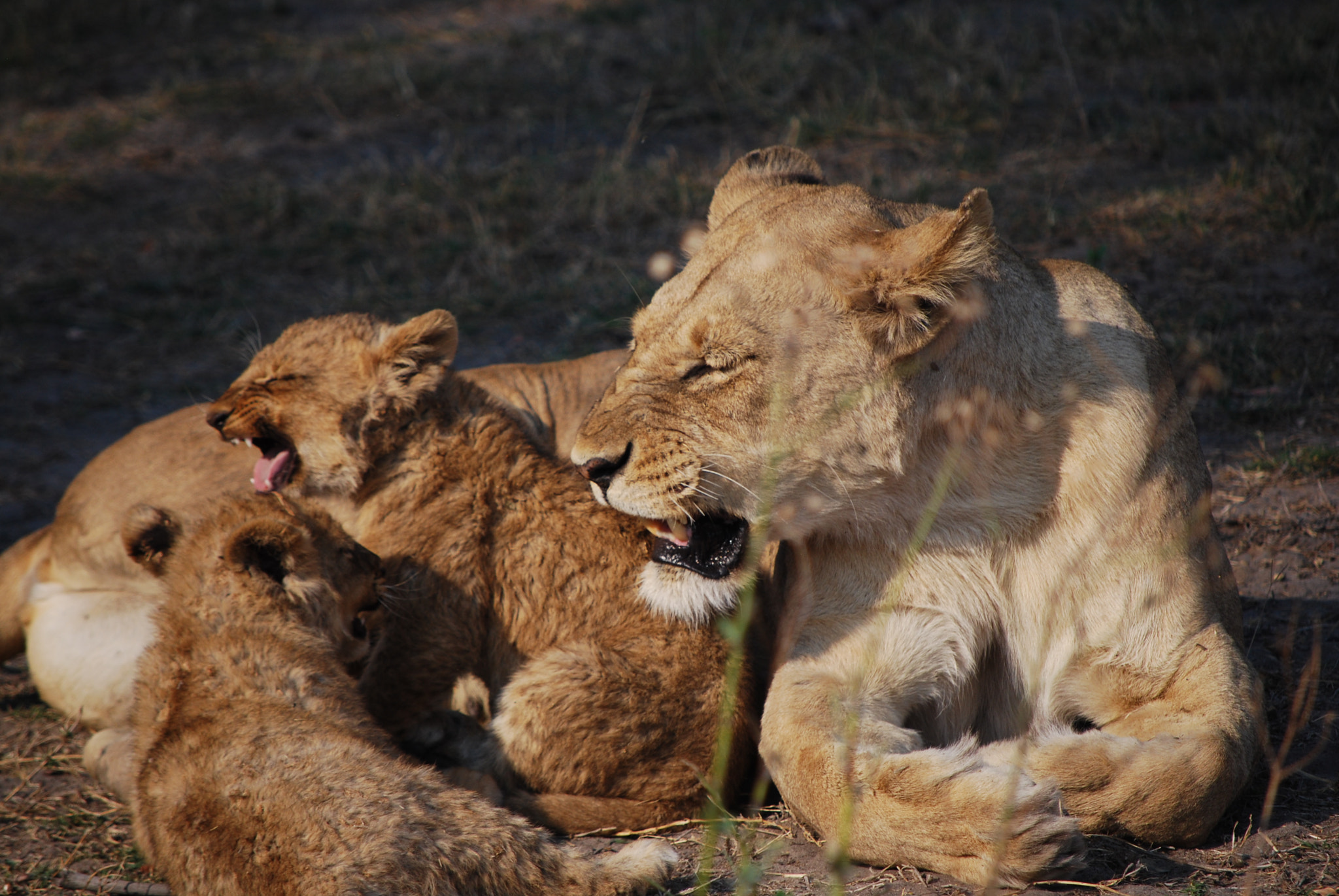 Nikon D60 sample photo. Botswana - okavango photography