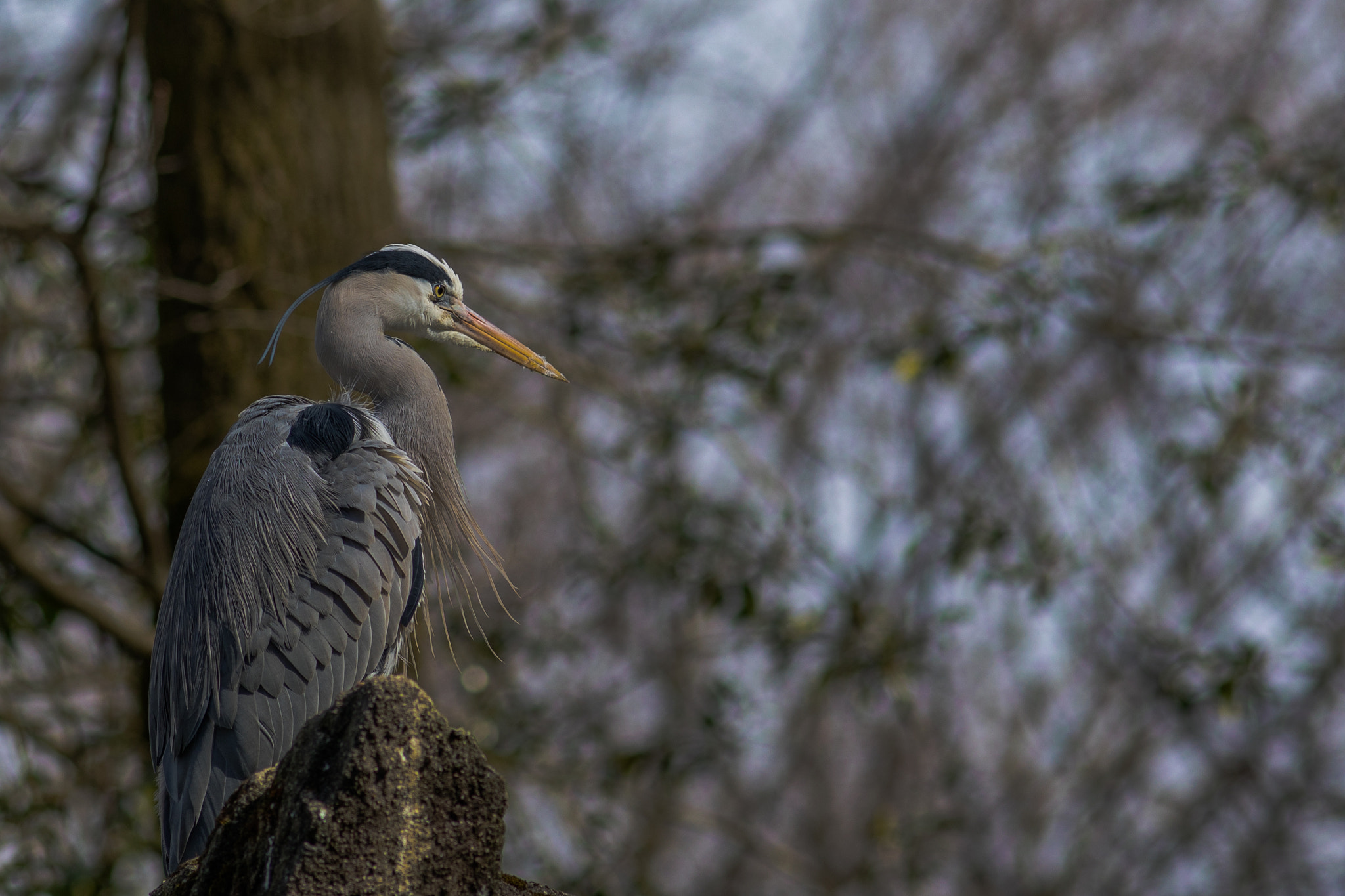 Canon EF 200mm F2.8L II USM sample photo. Graureiher photography