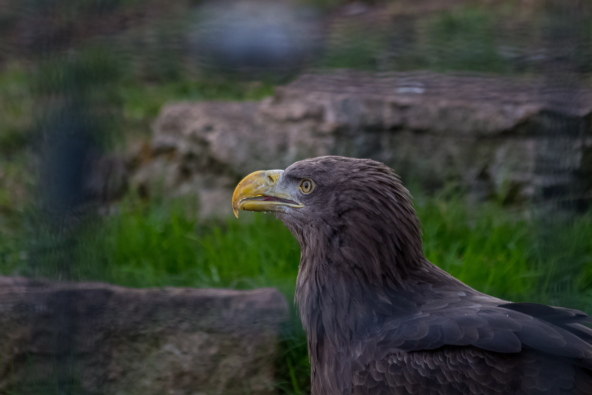 Canon EF 70-300mm F4-5.6 IS USM sample photo. Adler / eagle photography