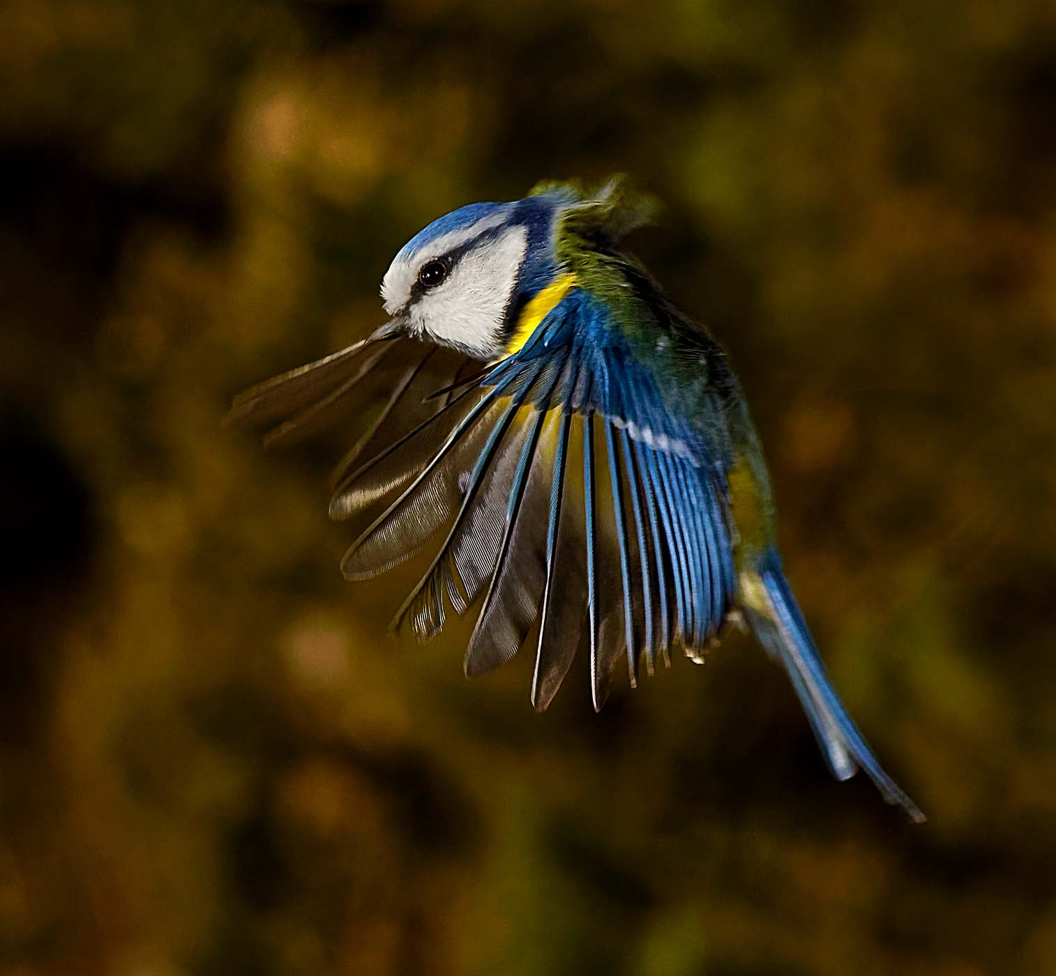 Canon EF 70-200mm F4L IS USM sample photo. Caught in flight photography