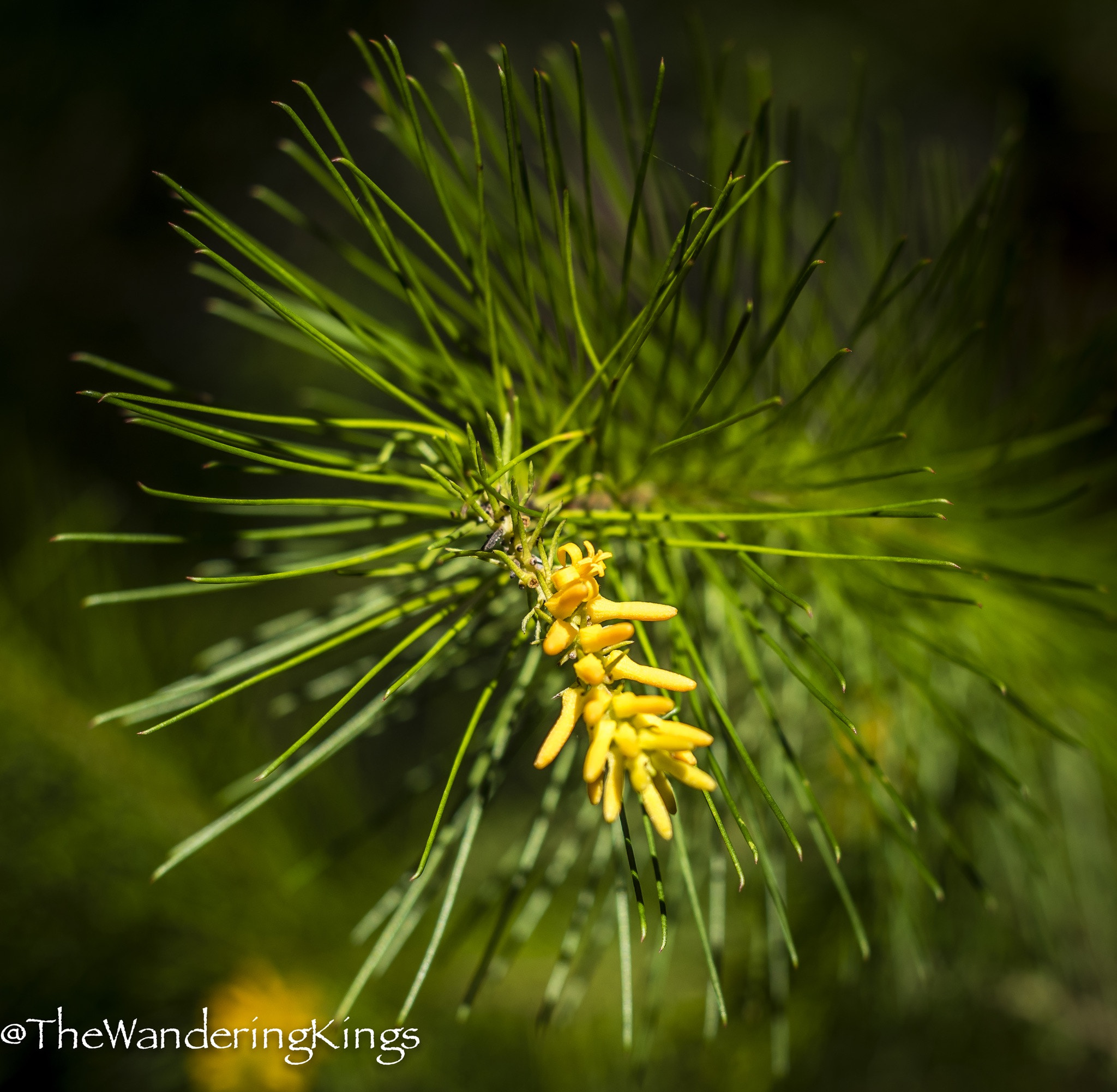 Nikon D810 + Nikon AF-S Nikkor 50mm F1.4G sample photo. Flower photography