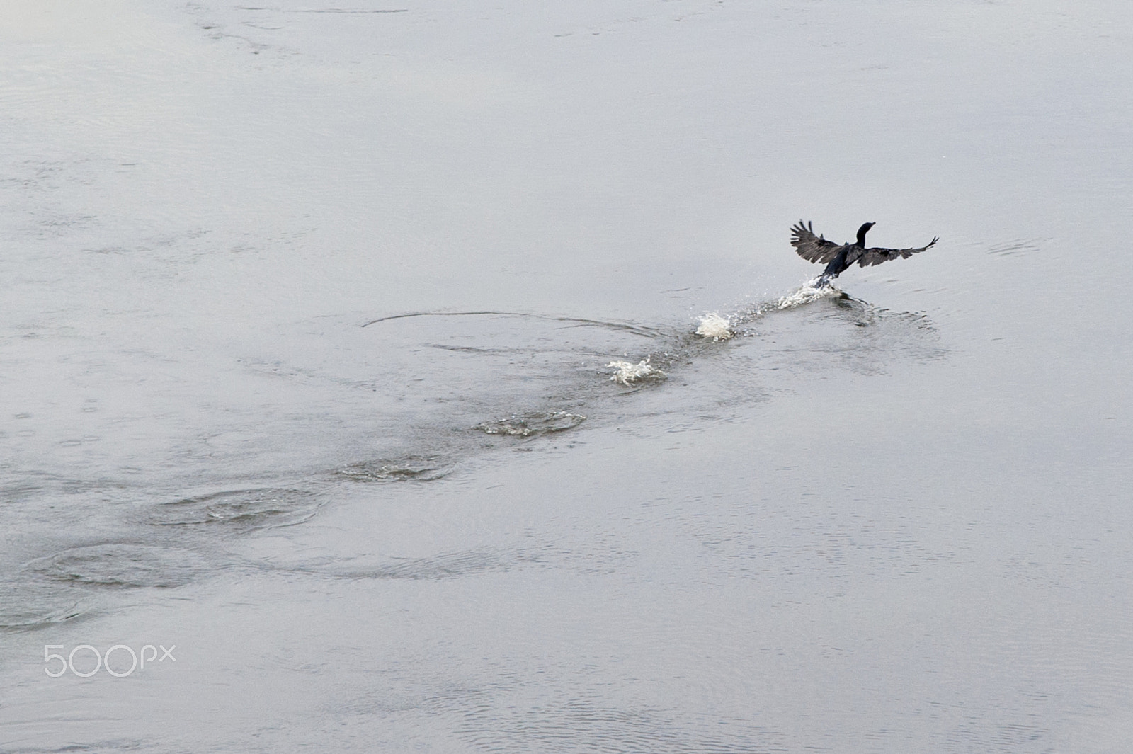 Nikon AF-S Nikkor 24-120mm F4G ED VR sample photo. Bird on the lake. photography