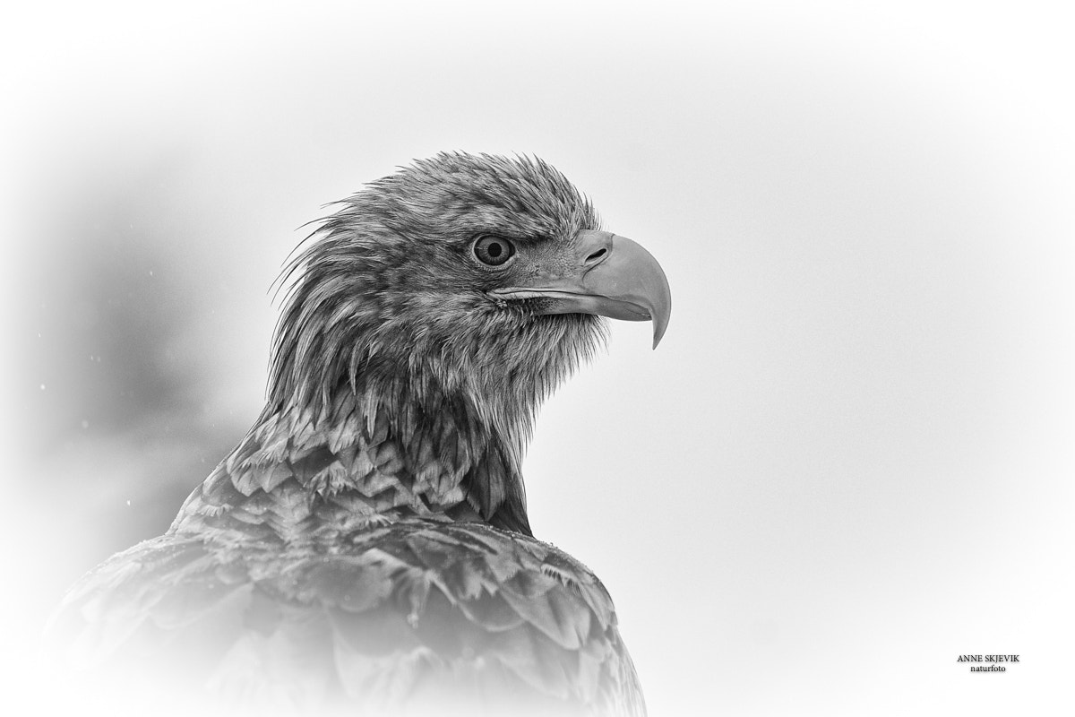 Canon EF 300mm F2.8L IS II USM sample photo. White tailed sea eagle in black and white photography