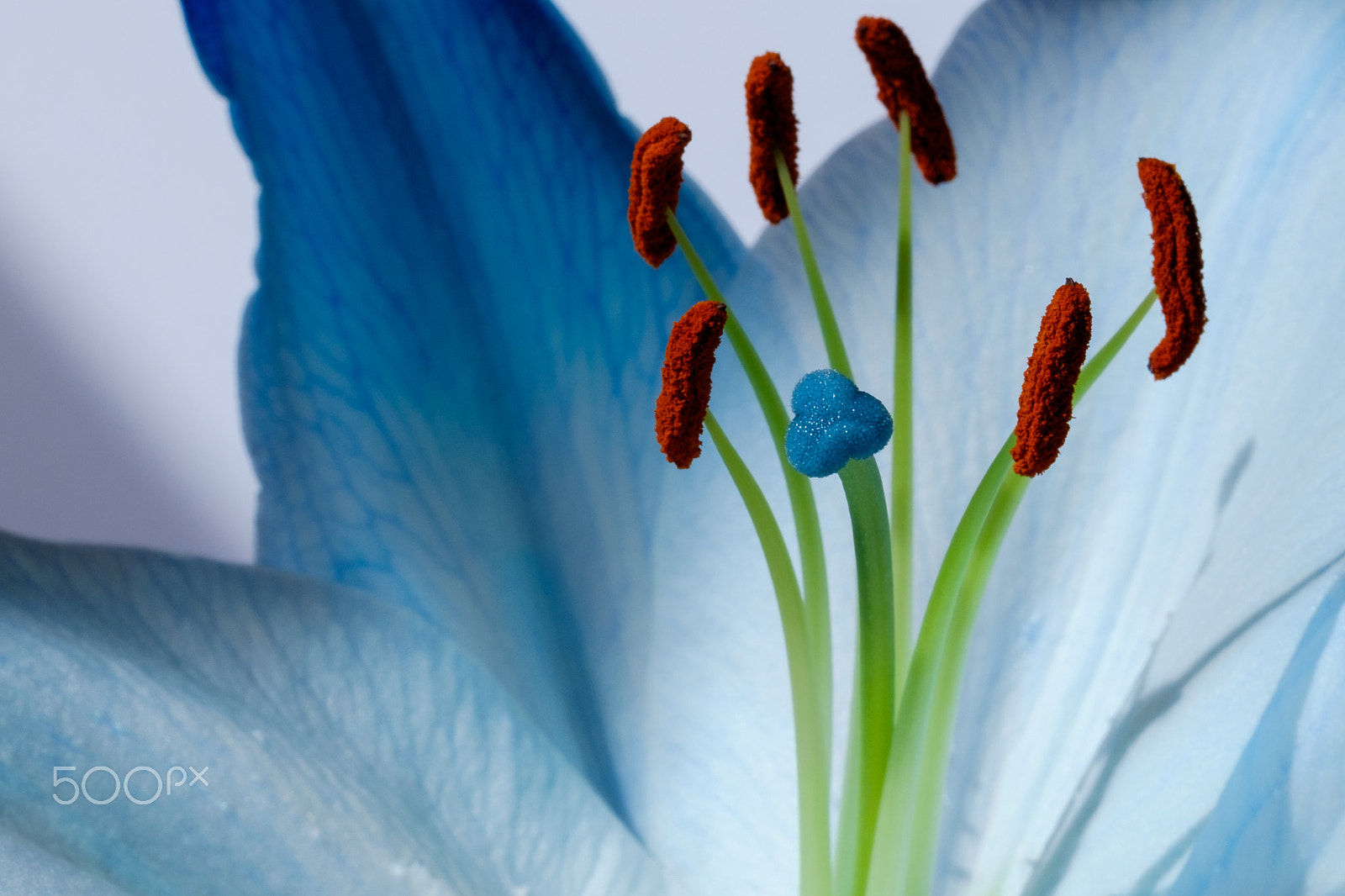 Fujifilm XF 90mm F2 R LM WR sample photo. Blue lily detail photography