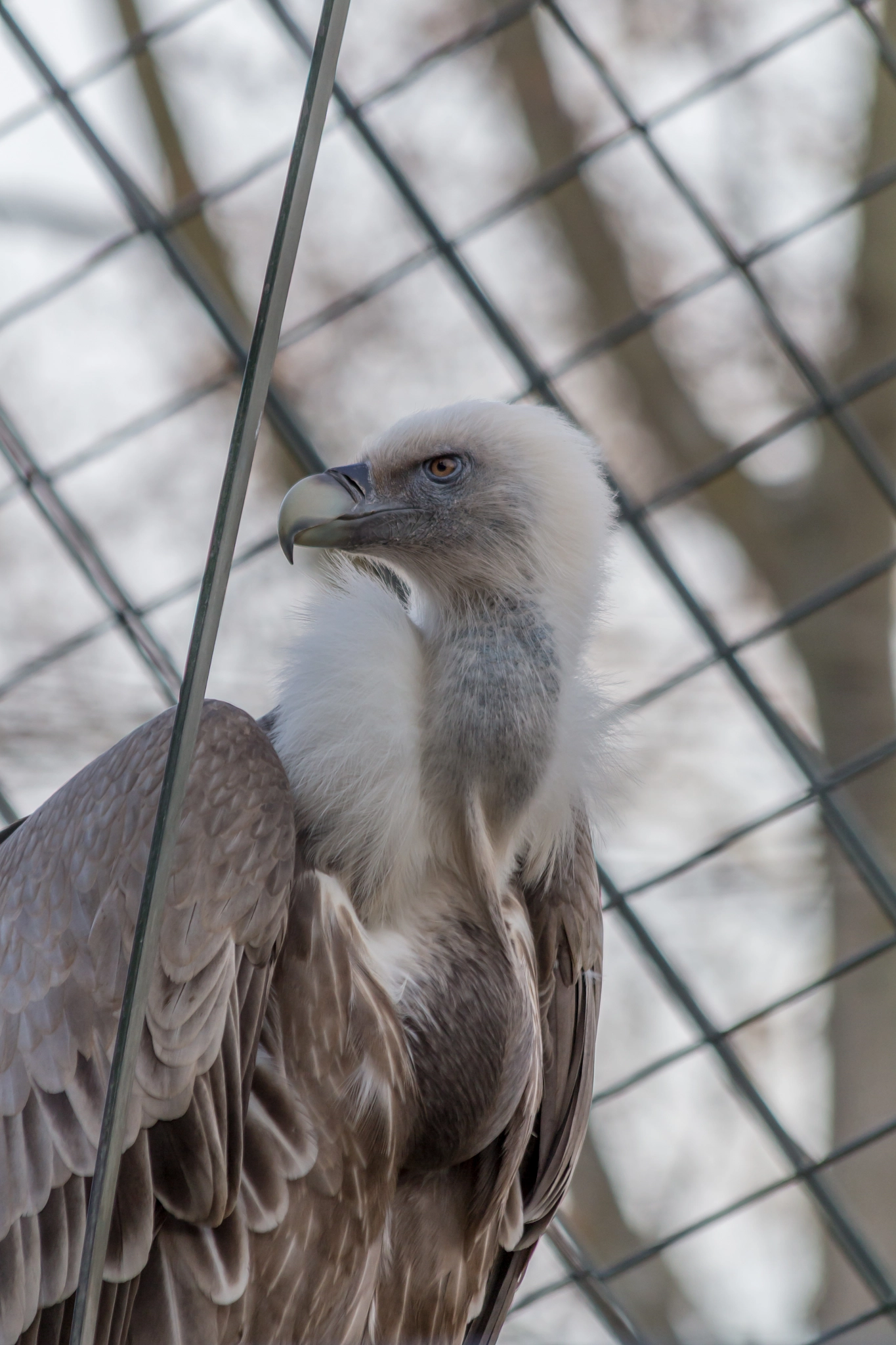 Canon EF 70-300mm F4-5.6 IS USM sample photo. Geier / vulture photography
