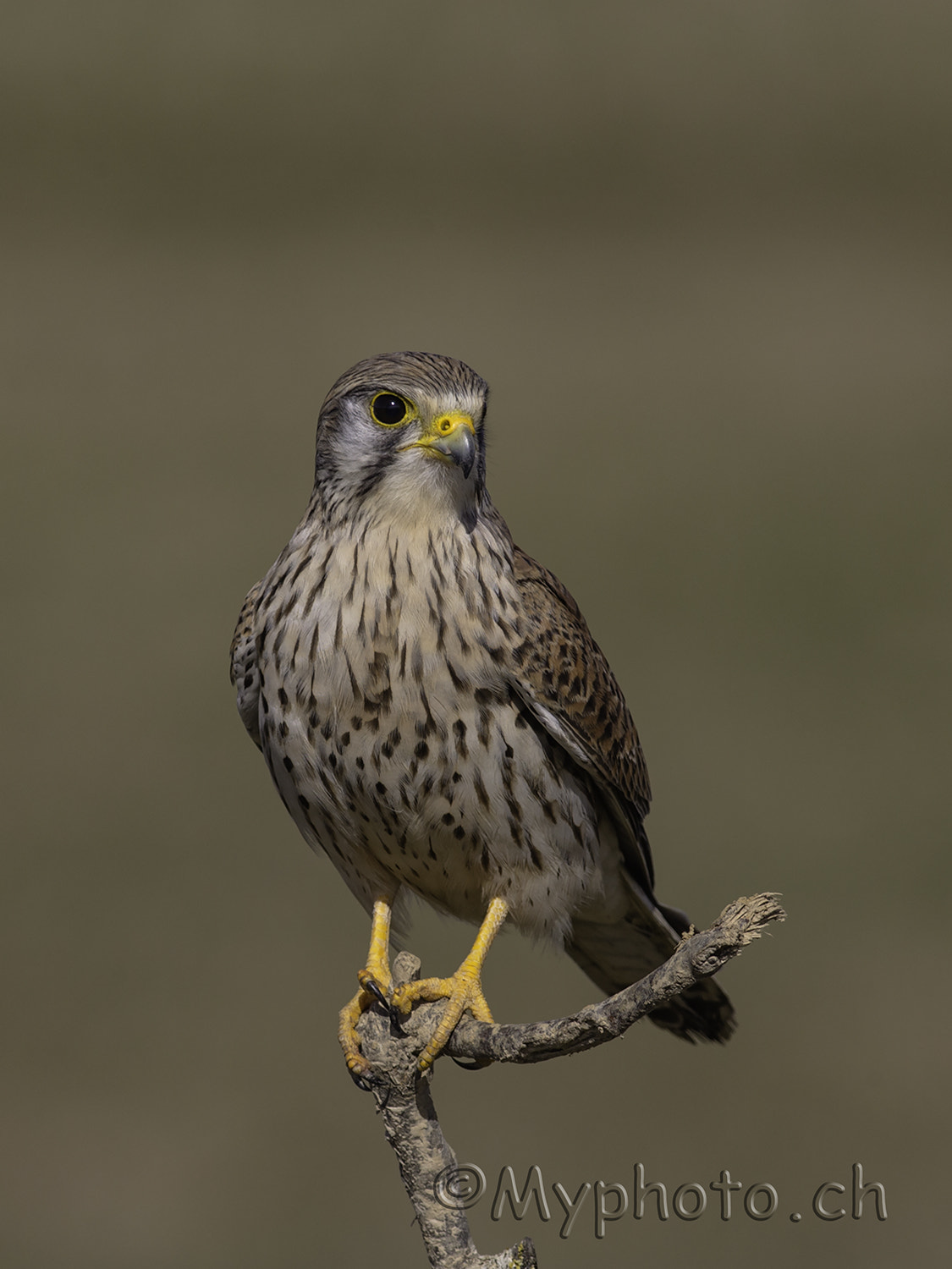 Canon EOS-1D X + Canon EF 500mm f/4.5L sample photo. Turmfalke photography