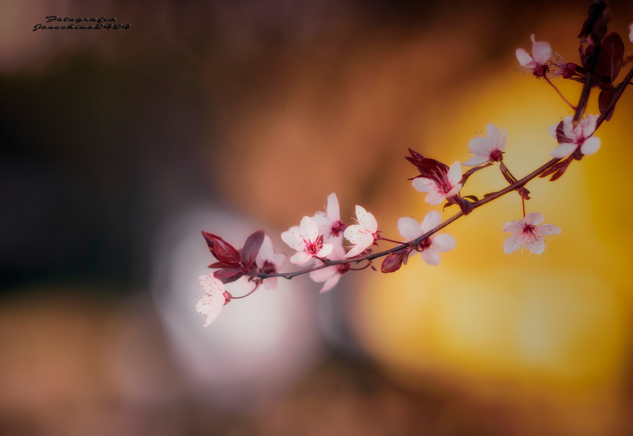 AF DC-Nikkor 135mm f/2D sample photo. Luz antes de la primavera.... photography