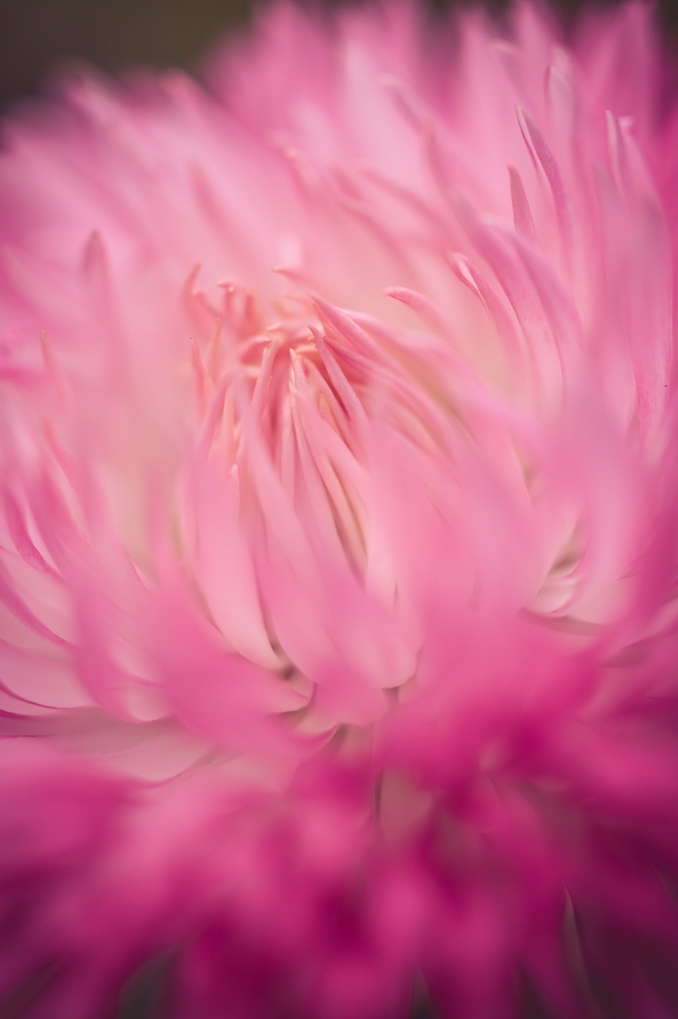 Pentax smc DA 35mm F2.8 Macro Limited sample photo. Pink delight photography