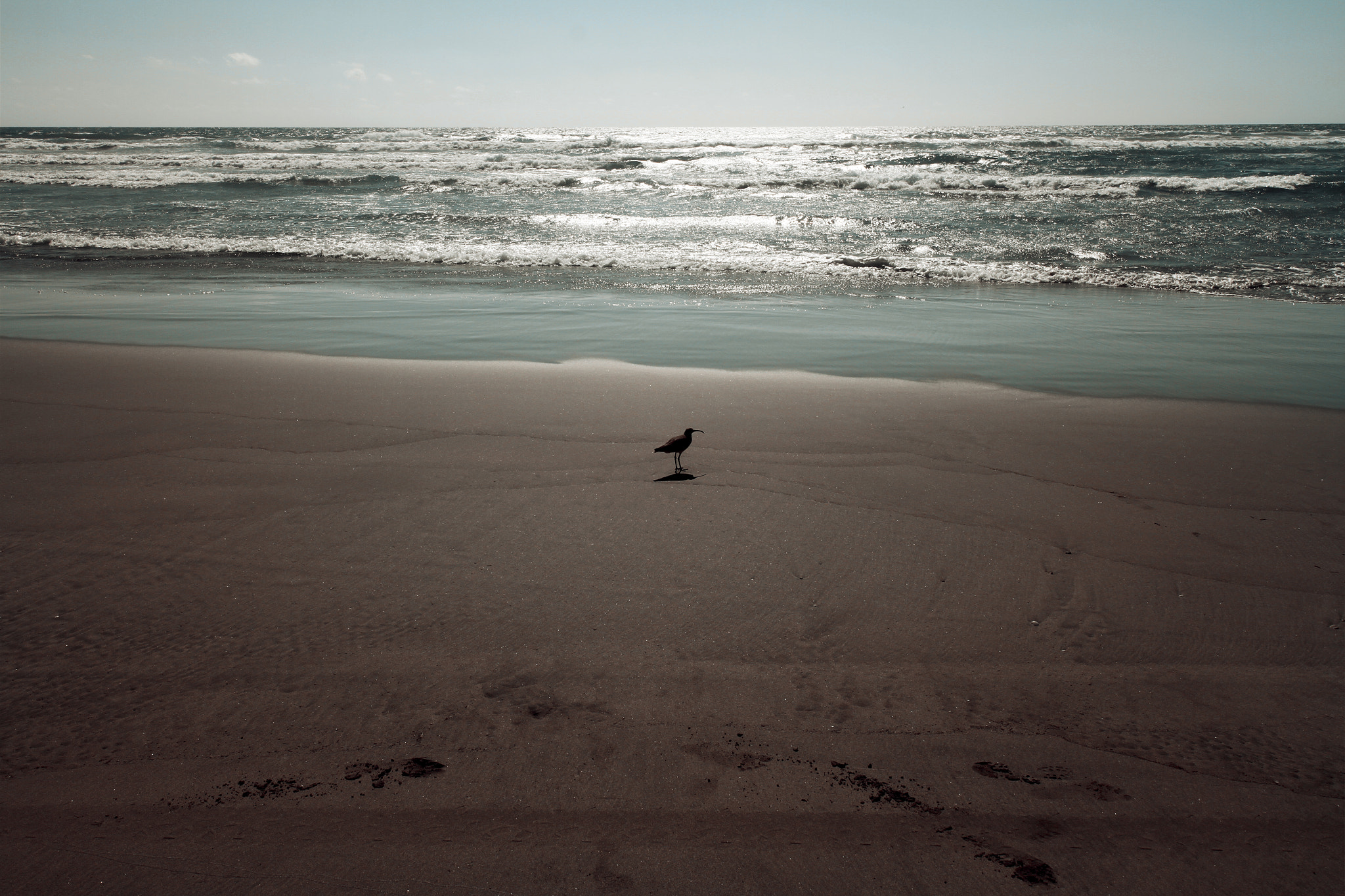 Canon EOS 7D + Canon EF-S 10-18mm F4.5–5.6 IS STM sample photo. Lonely gull photography