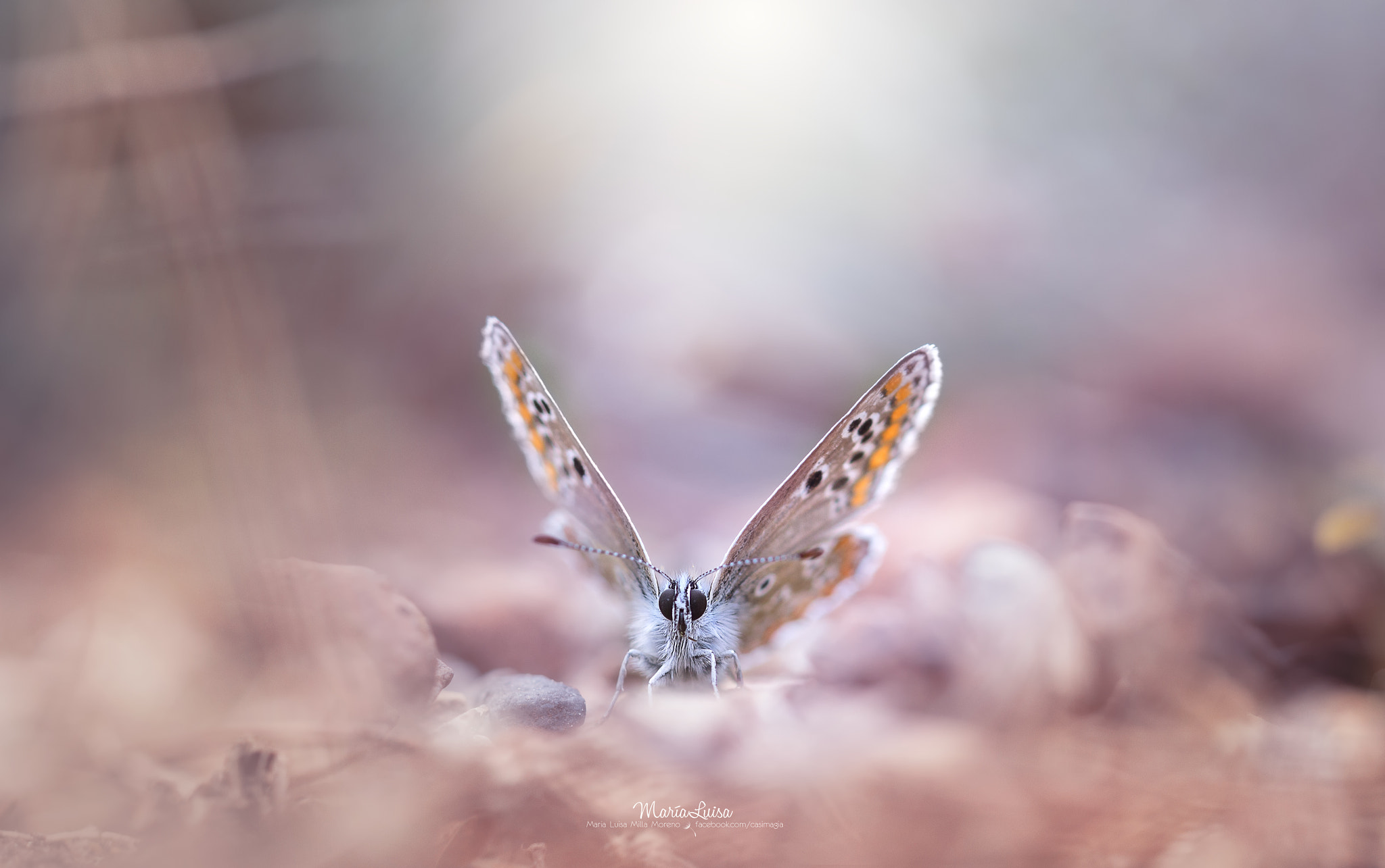 Canon EF 100mm F2.8 Macro USM sample photo. Heaven must be missing an angel photography