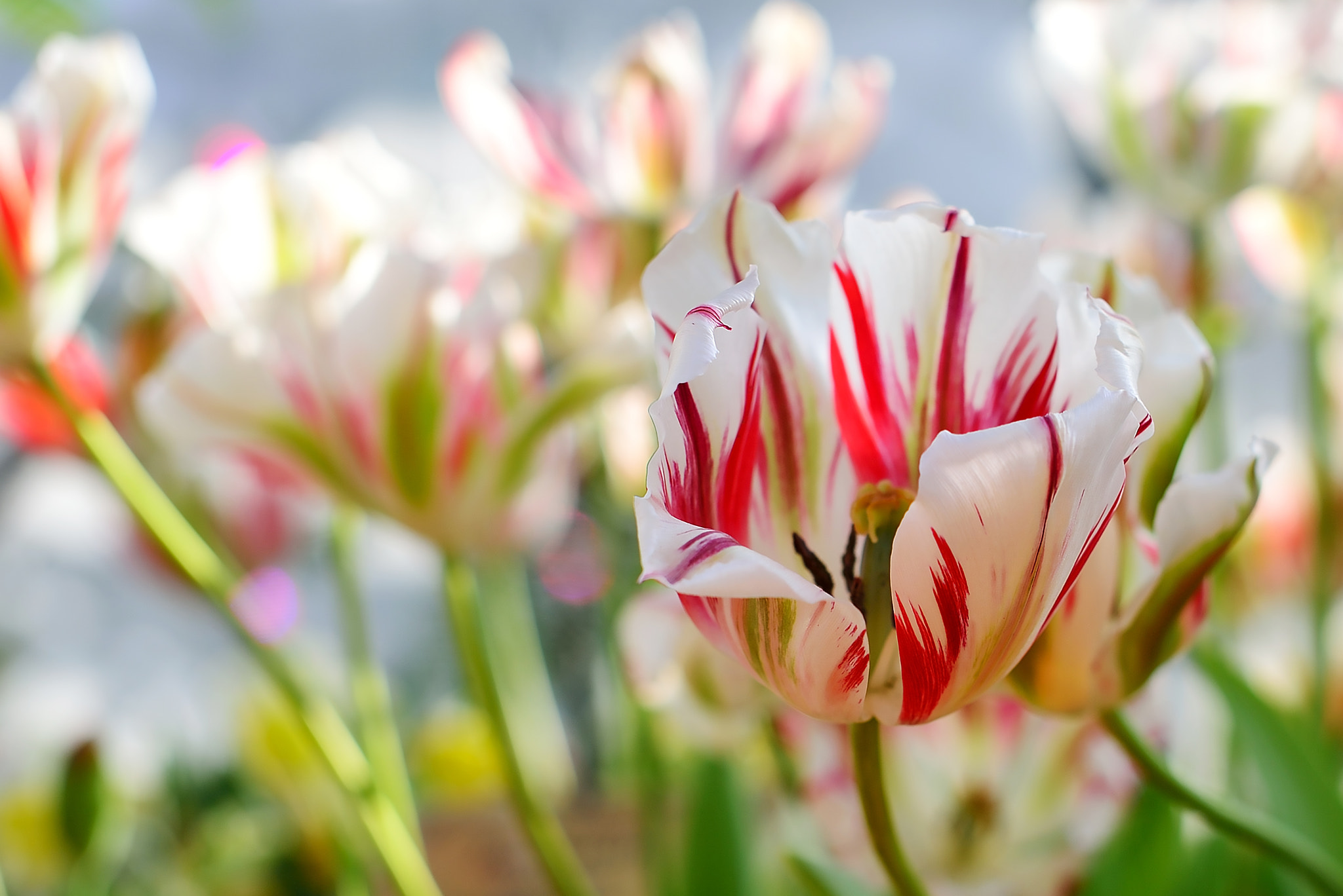 Sigma 50mm F1.4 EX DG HSM sample photo. The rehearsal of spring photography