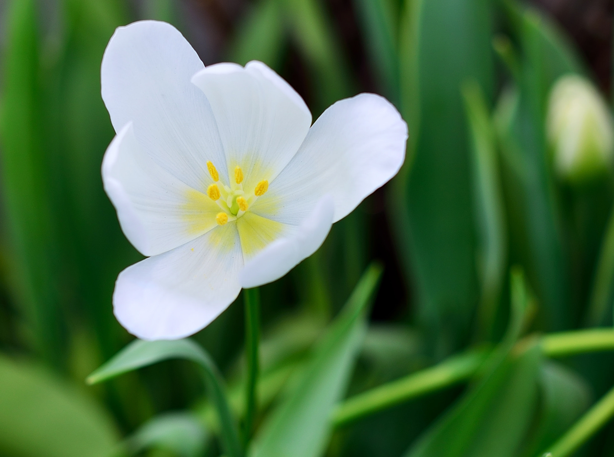 Nikon D600 + Sigma 50mm F1.4 EX DG HSM sample photo. The rehearsal of spring photography