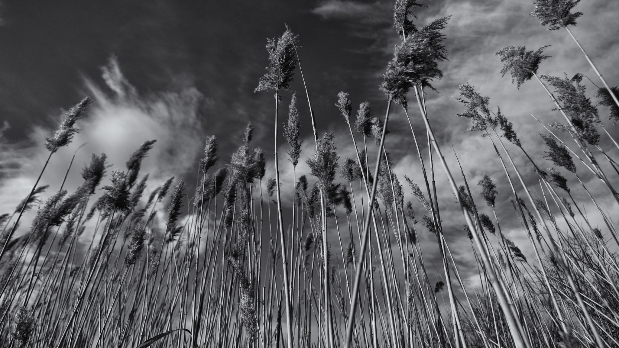 Pentax K-3 + smc PENTAX-DA L 18-55mm F3.5-5.6 AL WR sample photo. Reeds landscape photography