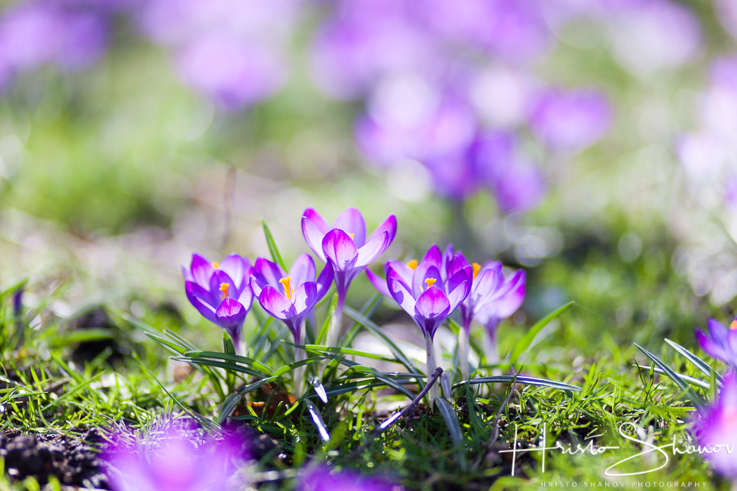 Canon EF 100mm F2.0 USM sample photo. Spring flowers photography
