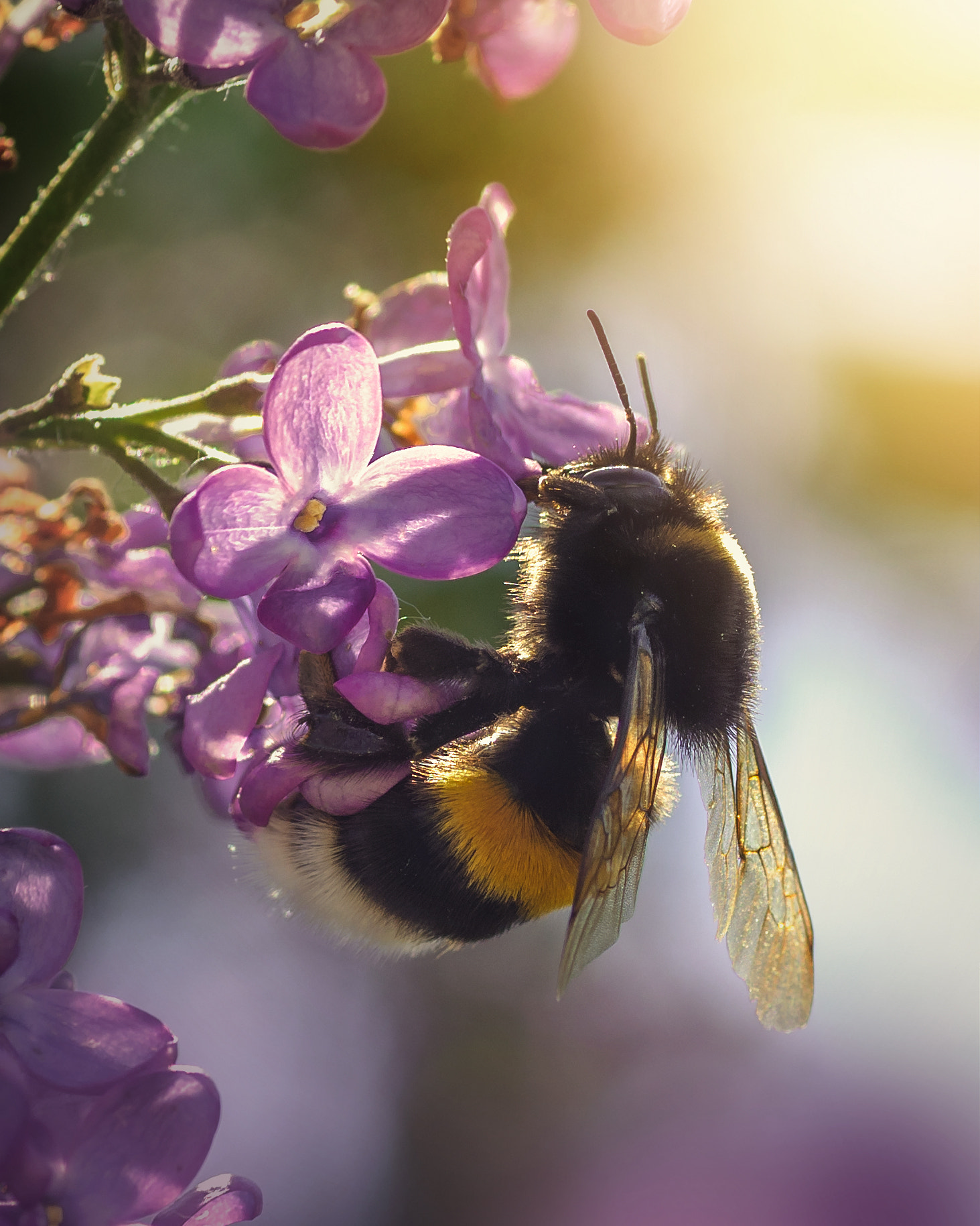 Nikon D300 sample photo. Bumblebee in the sunlight photography
