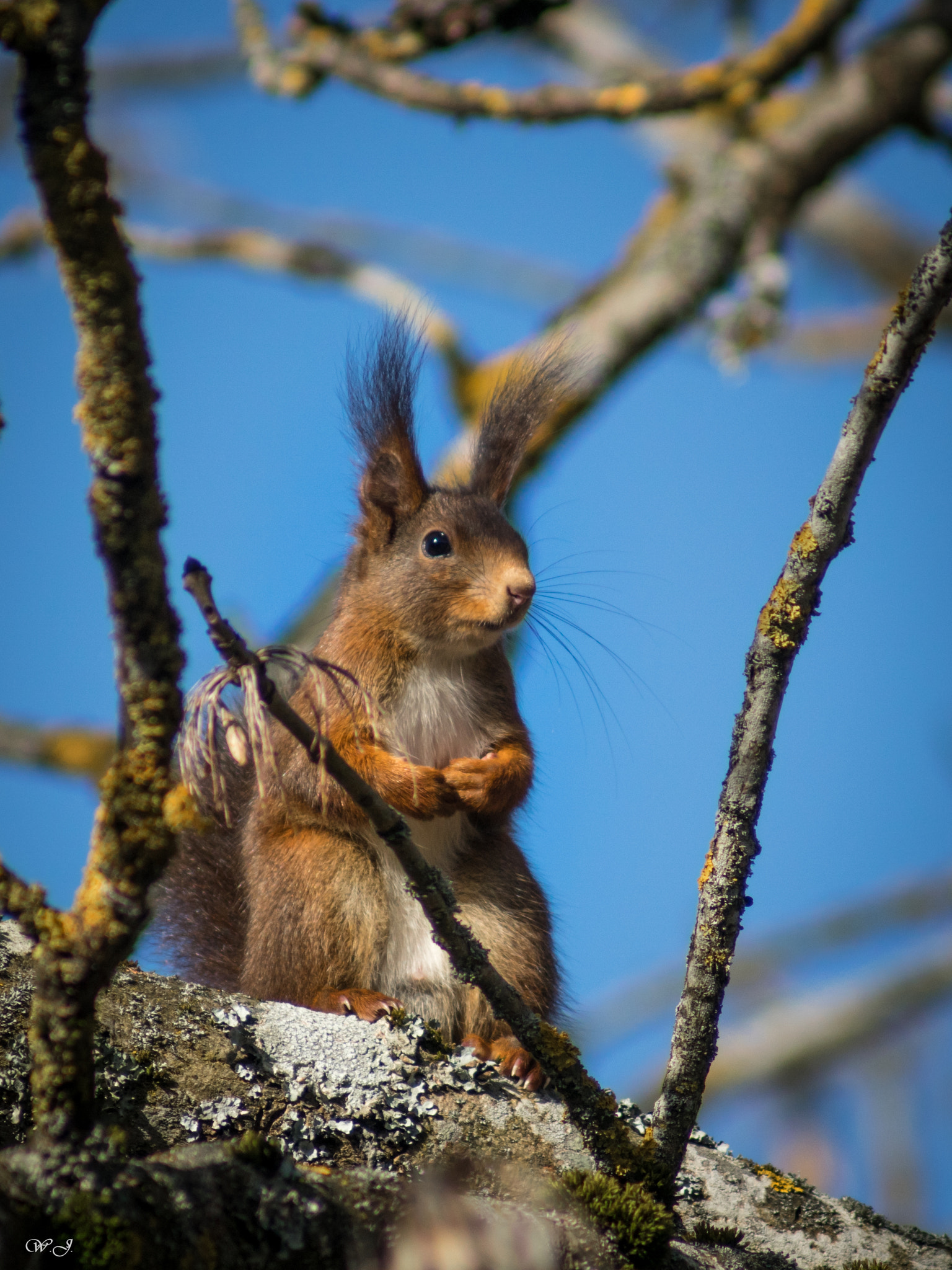 Sony 75-300mm F4.5-5.6 sample photo. Squirrel photography