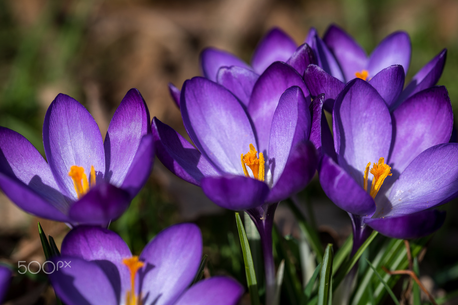 Sigma 105mm F2.8 EX DG OS HSM sample photo. Krokusse photography