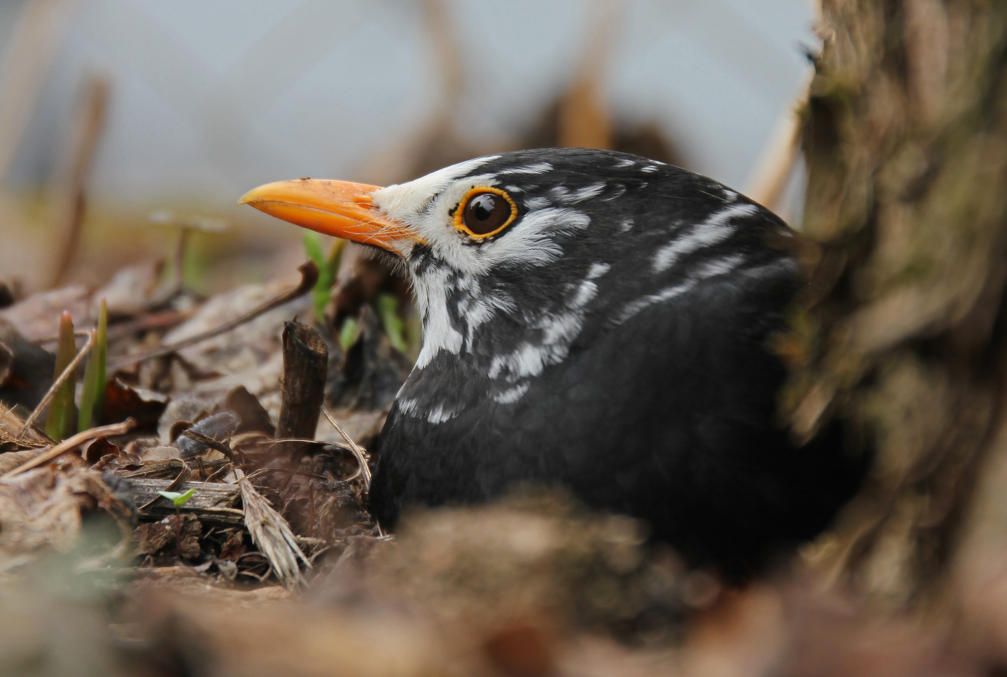 Canon EF 24-70mm F4L IS USM sample photo. (un-)common blackbird - turdus merula photography