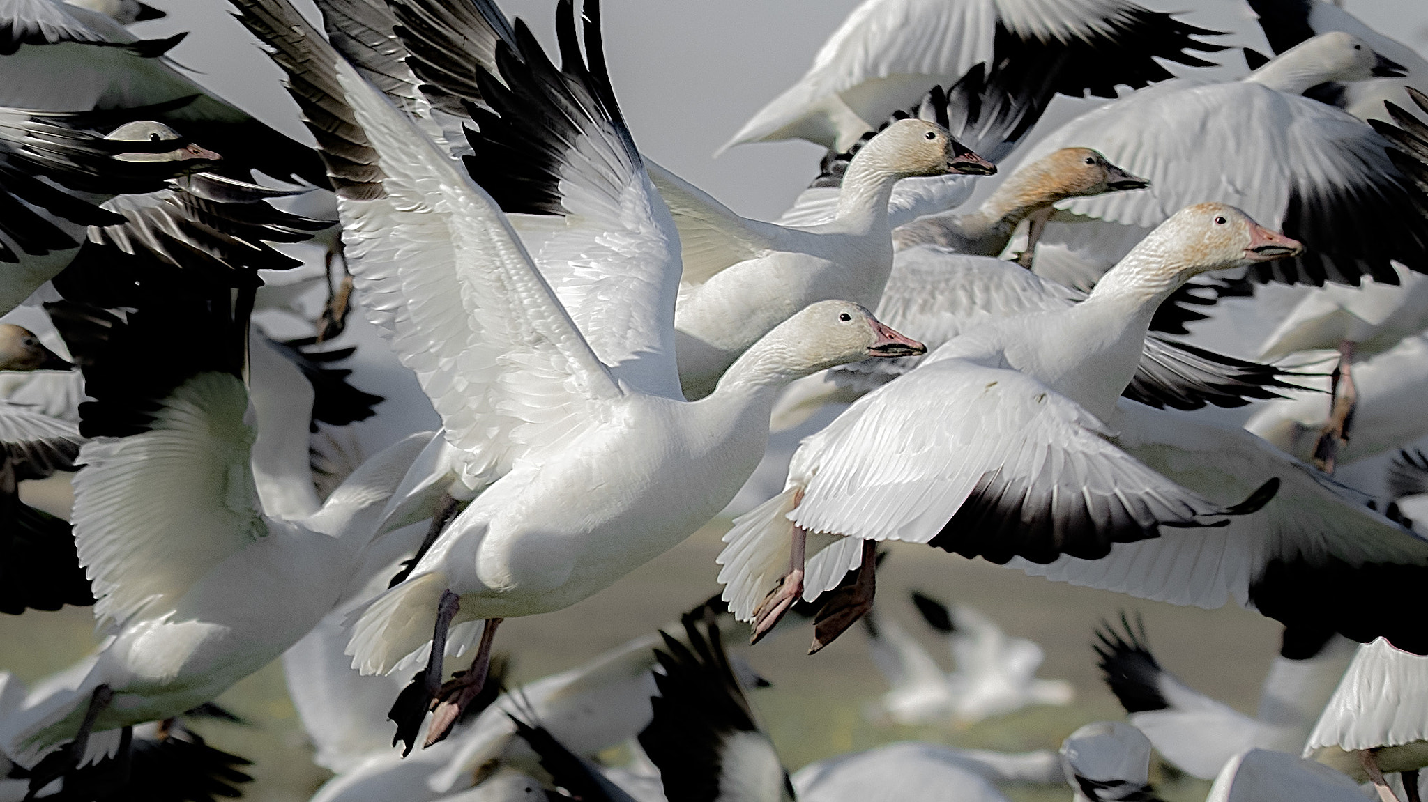 Nikon D810 sample photo. Snow geese photography