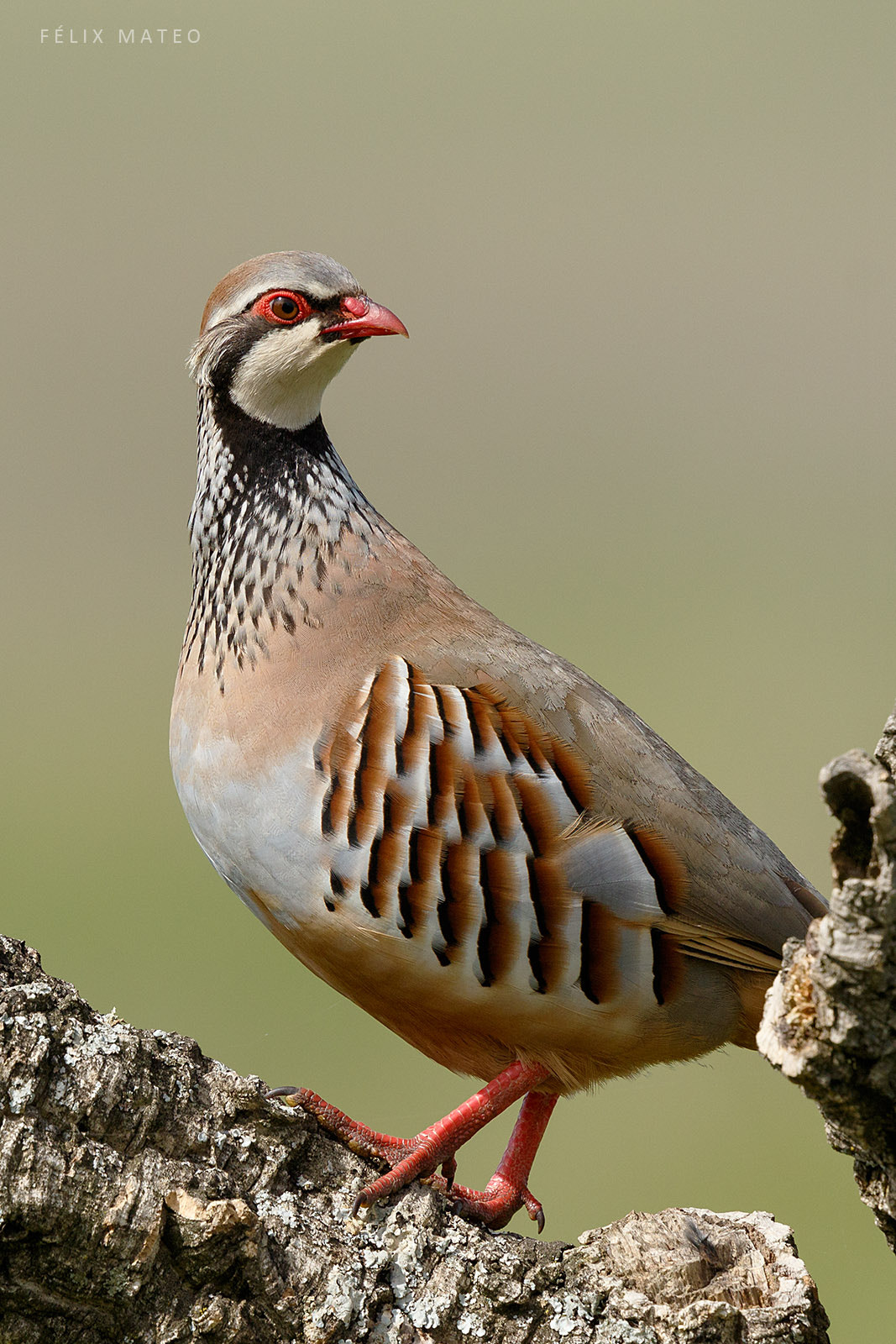 Canon EF 500mm F4L IS II USM sample photo. Red-legged partridge photography