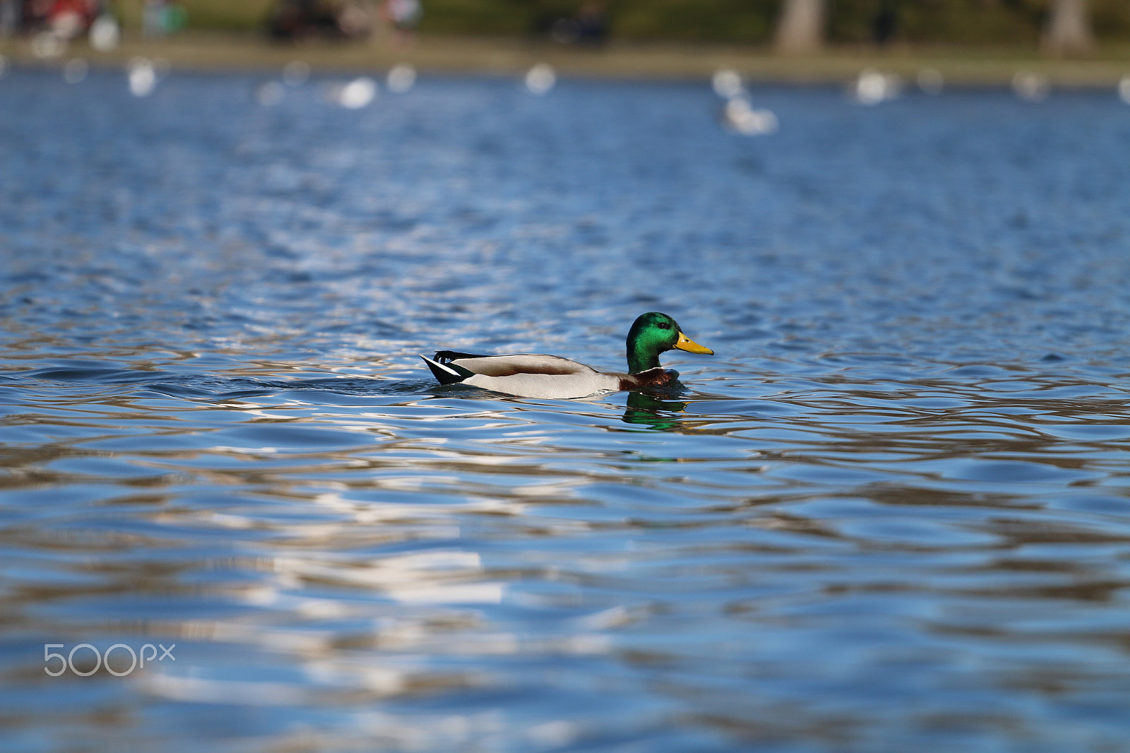Canon EOS 70D + Canon EF 70-200mm F4L USM sample photo. Duck photography