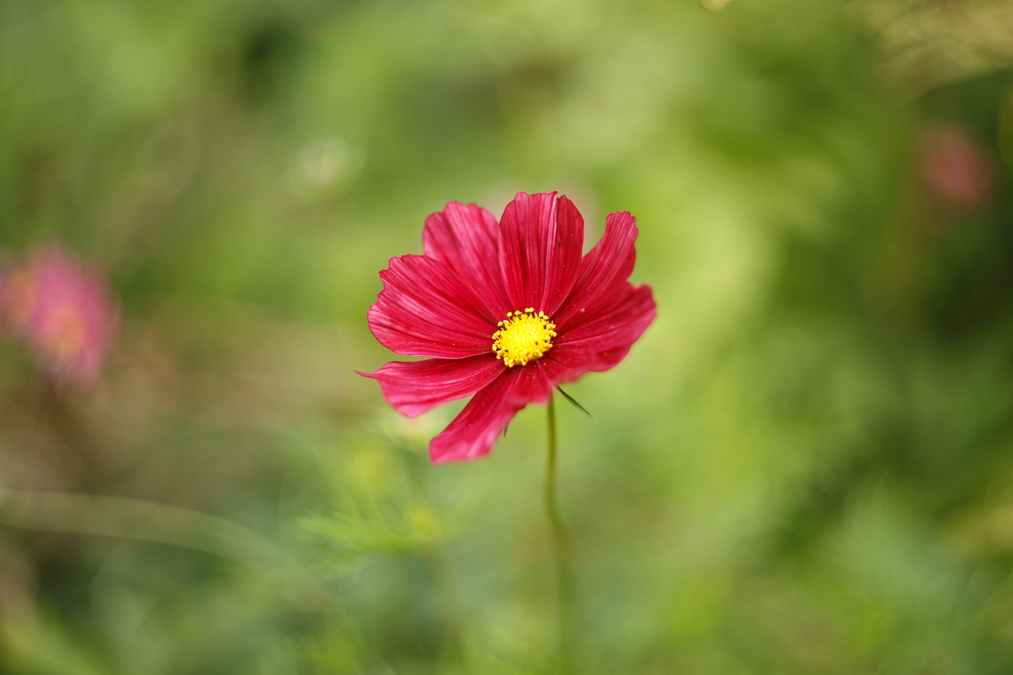 Canon EF 35-80mm f/4-5.6 sample photo. Flower photography