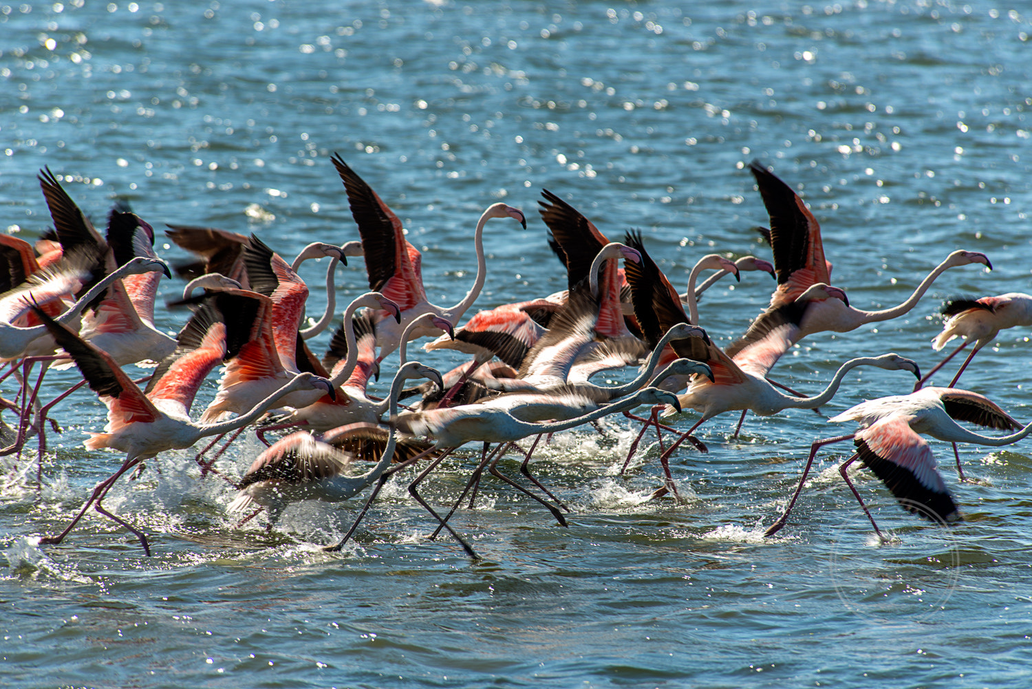 Nikon D800 sample photo. Flamingos photography