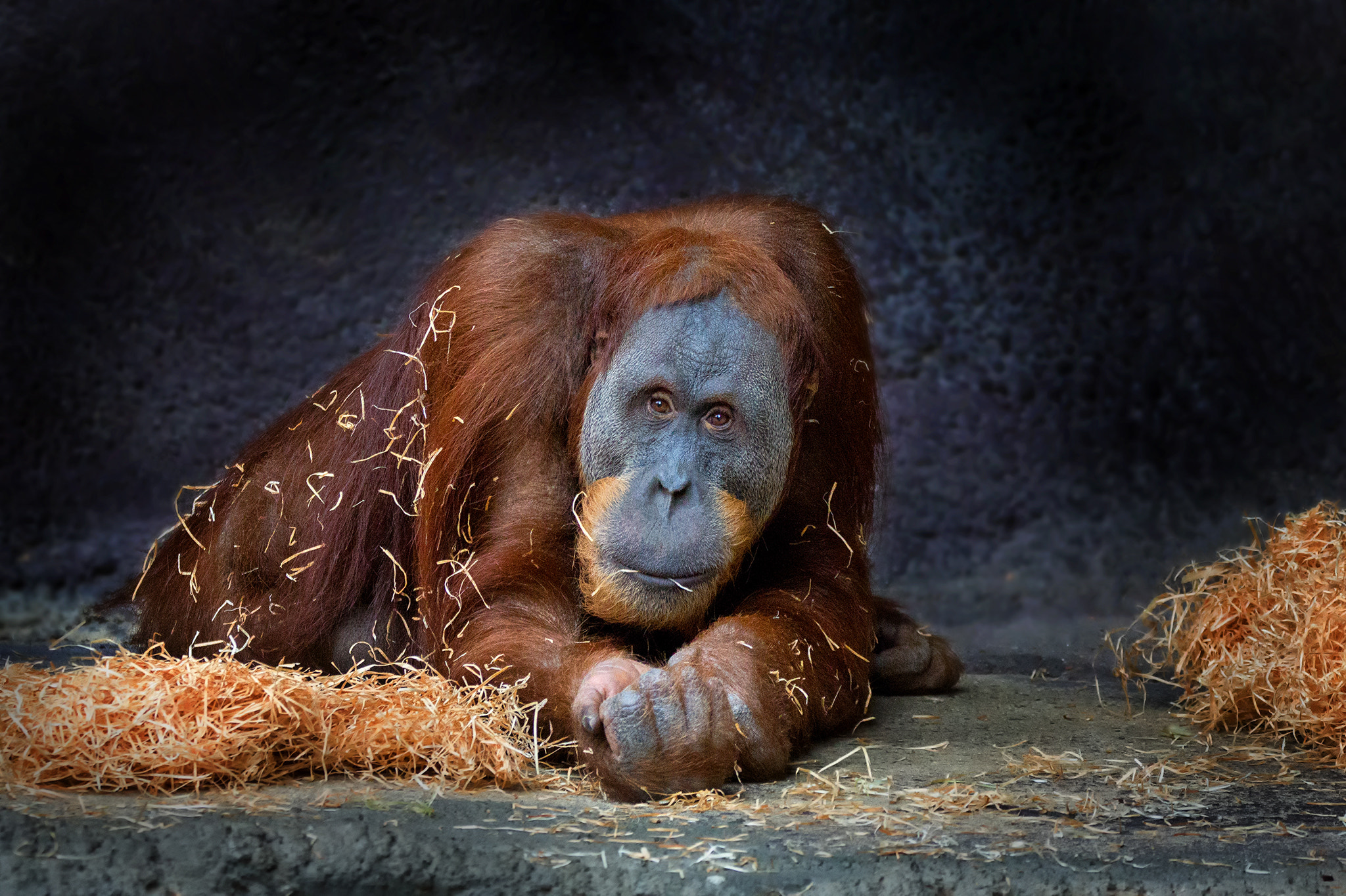 150-600mm F5-6.3 DG OS HSM | Contemporary 015 sample photo. Orangutan sumaterský - pongo abelii photography
