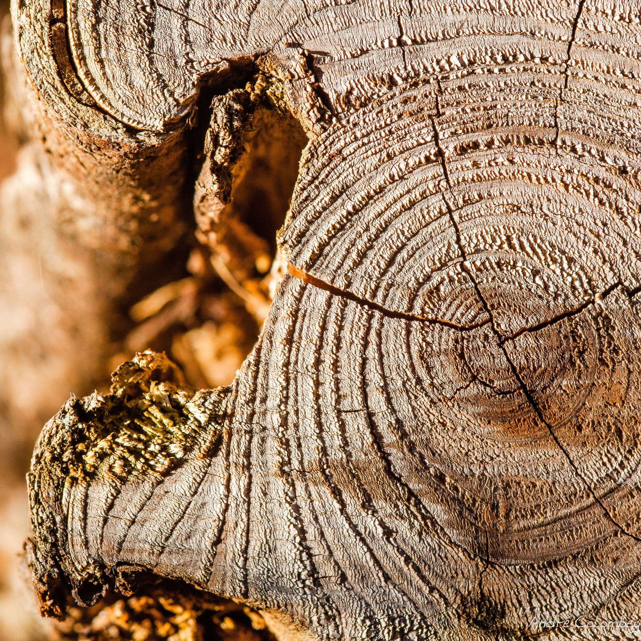Sigma 50mm f/2.8 EX sample photo. Old tree photography