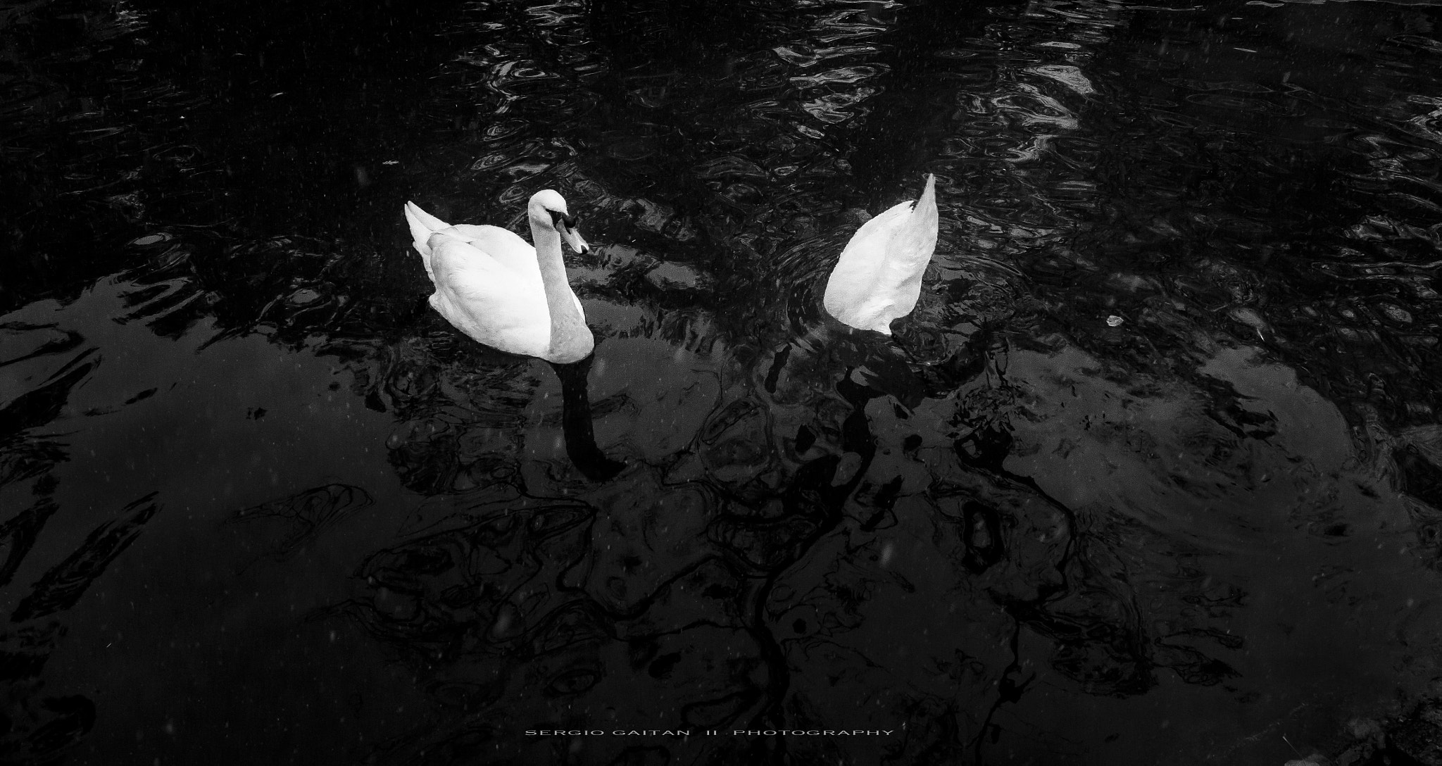 Nikon AF-S Nikkor 14-24mm F2.8G ED sample photo. Nose photography
