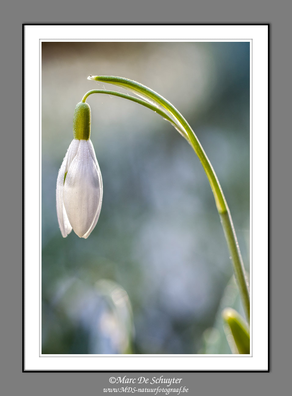 Canon TS-E 90mm F2.8 Tilt-Shift sample photo. Snowdrop photography