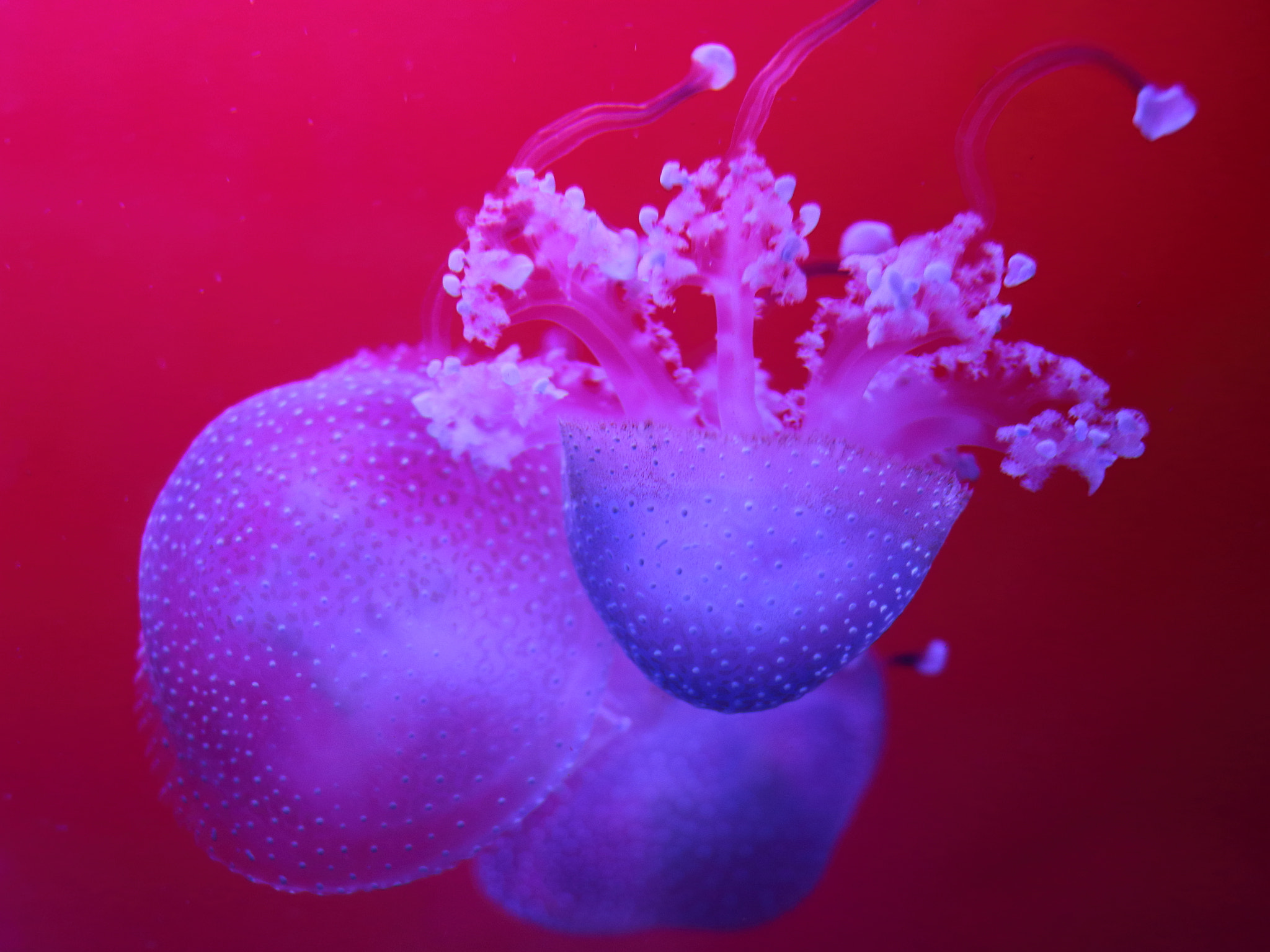 Canon EF-S 24mm F2.8 STM sample photo. Jellyfish photography