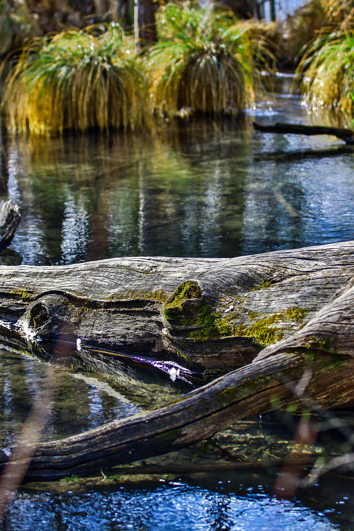 Canon EF 70-200mm F2.8L IS II USM sample photo. Spring sun @ the pond photography