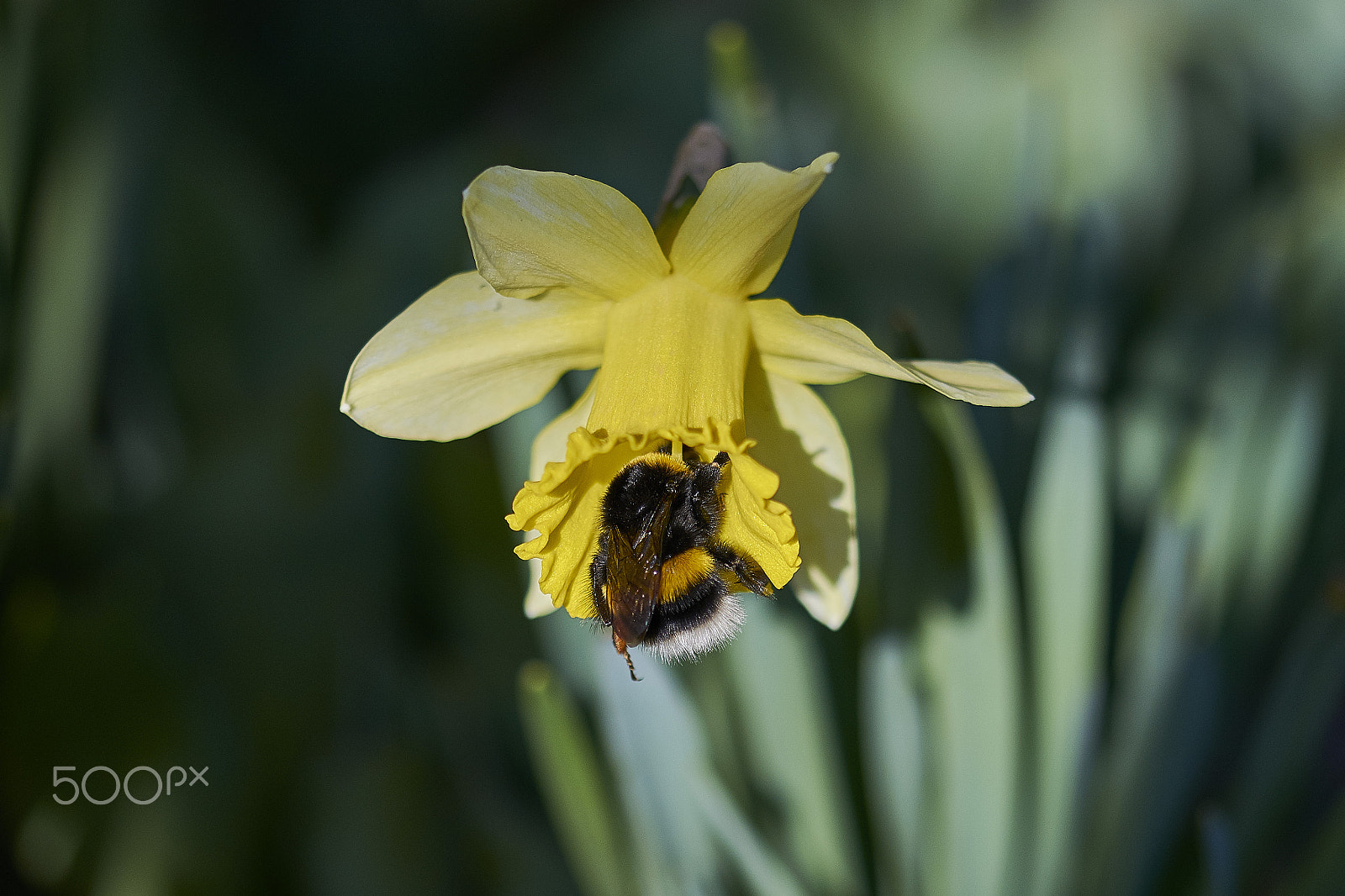 Sigma 105mm F2.8 EX DG OS HSM sample photo. Bumble bee photography