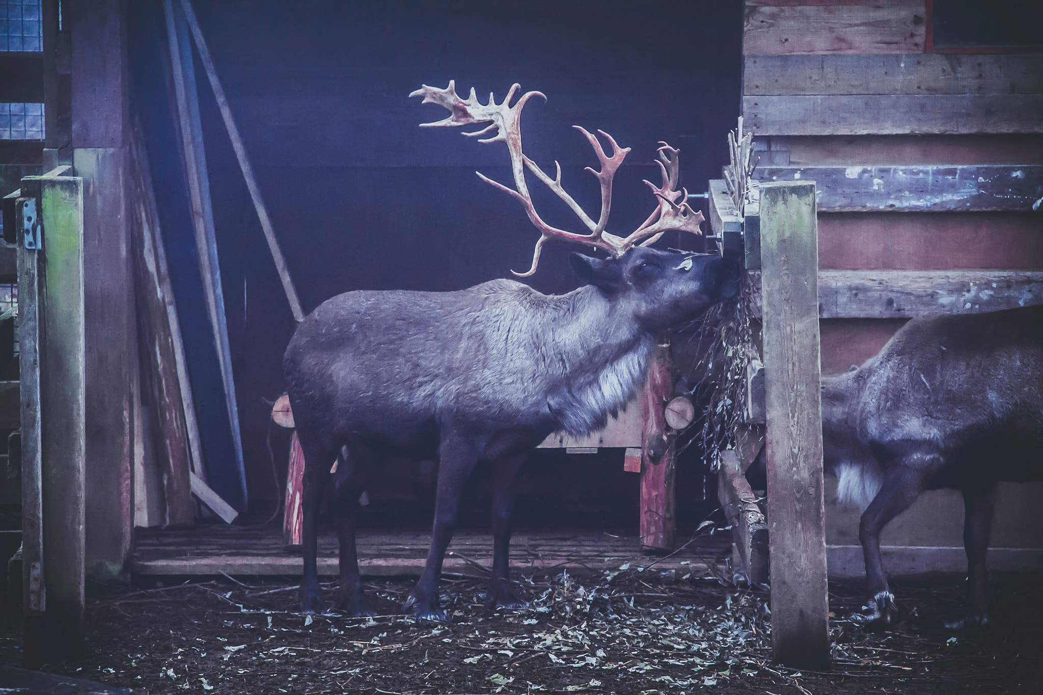 Canon EF-S 18-135mm F3.5-5.6 IS sample photo. Reindeer photography