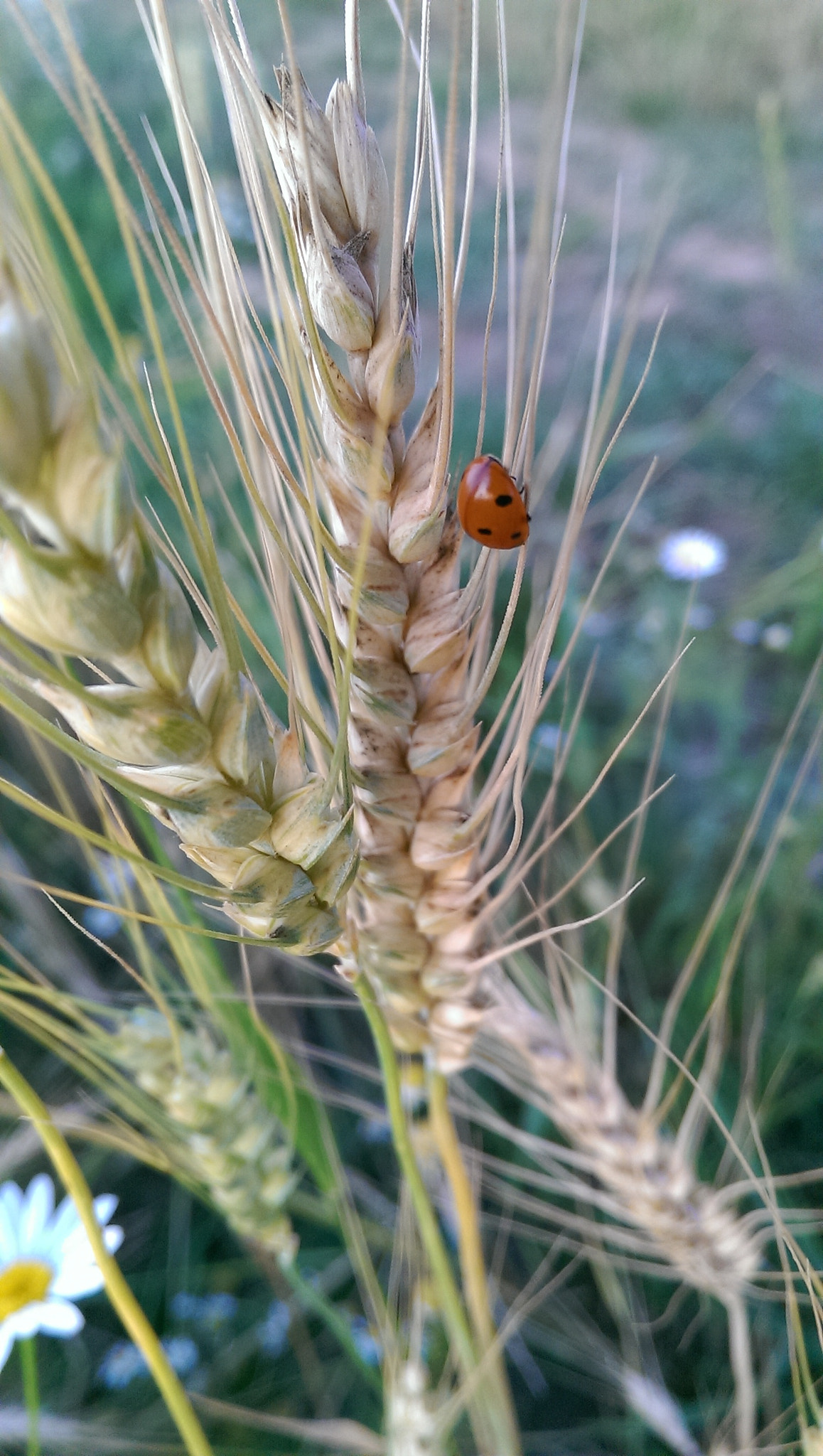 HTC ONE GOOGLE PLAY EDITION sample photo. Ladybug photography