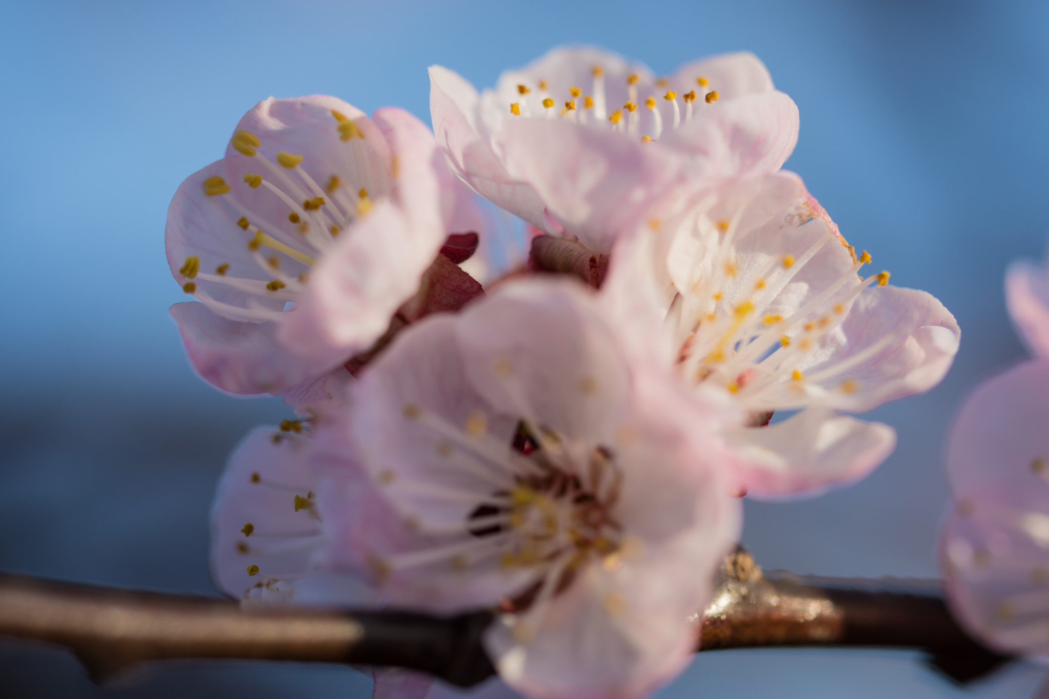 Nikon D7200 + Tamron SP 90mm F2.8 Di VC USD 1:1 Macro (F004) sample photo. Spring is coming photography