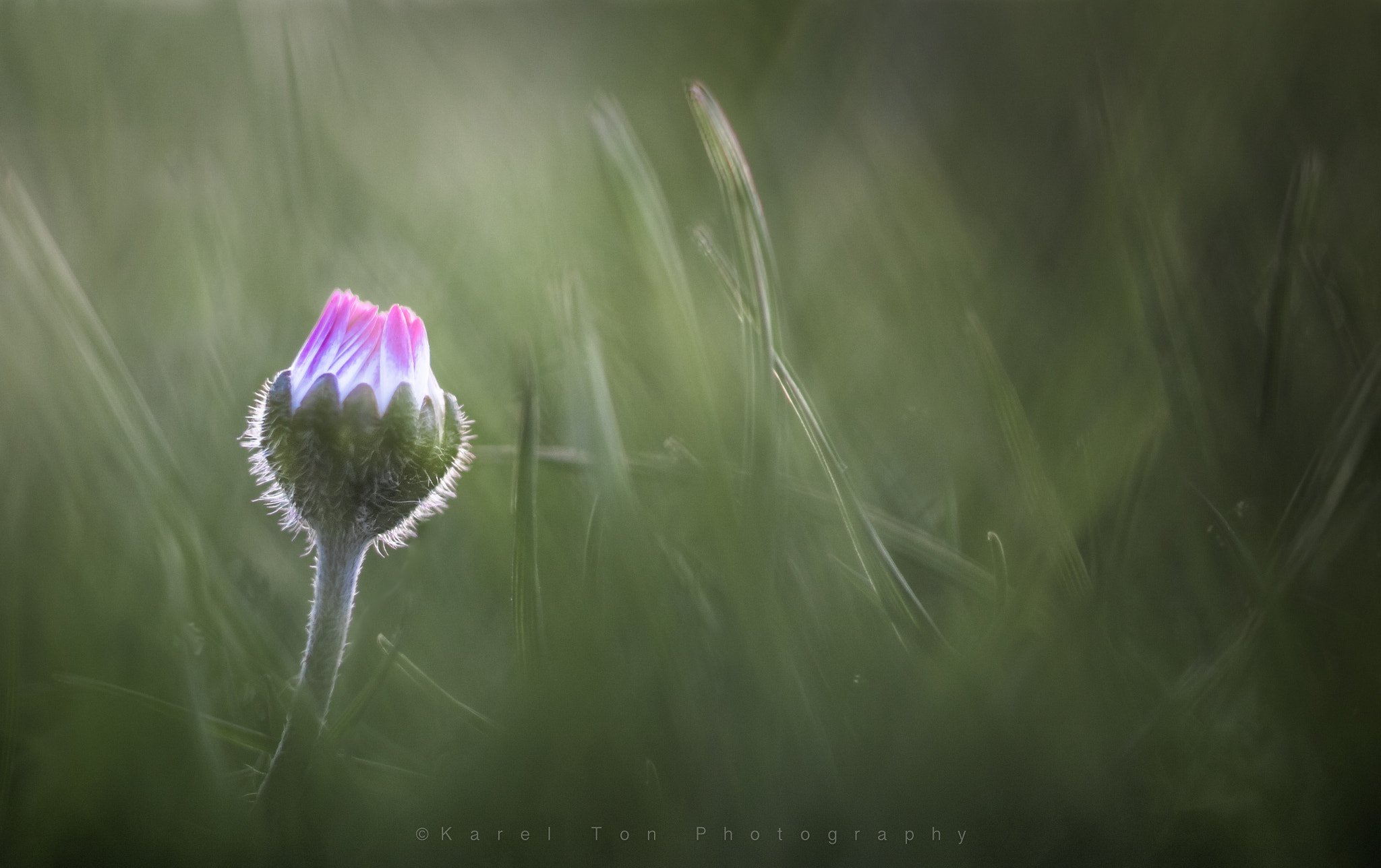 Sigma 70mm F2.8 EX DG Macro sample photo. "bellis perennis" photography