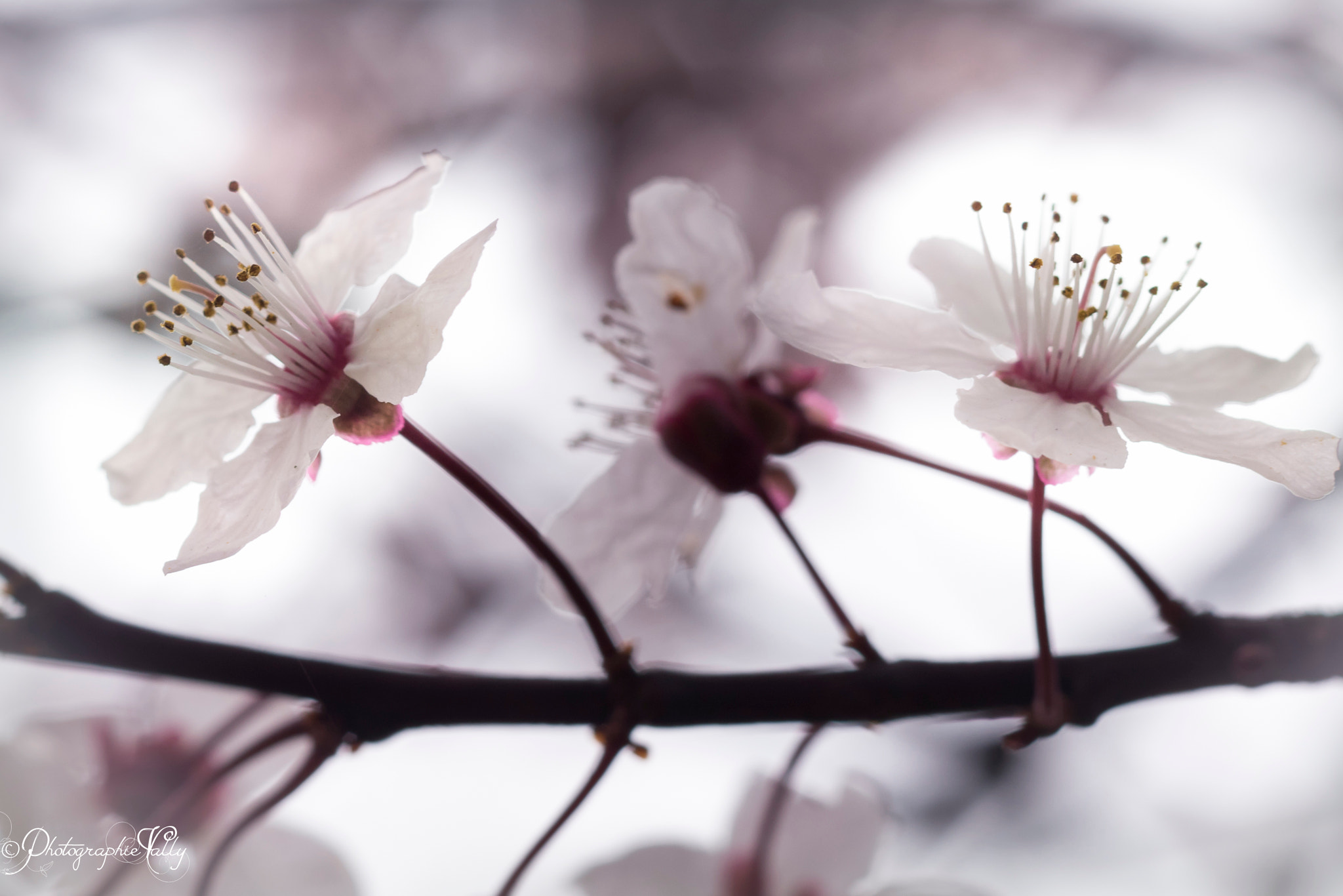 Canon EOS 7D Mark II sample photo. Fleurs de cerisiers chinois photography