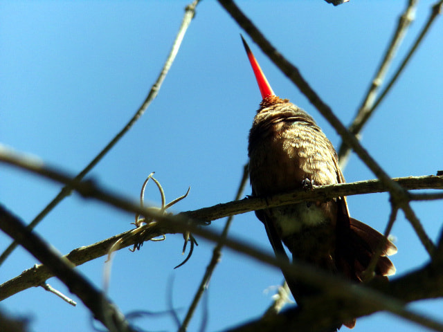 JK KODAK PIXPRO AZ421 sample photo. (hummingbird) photography