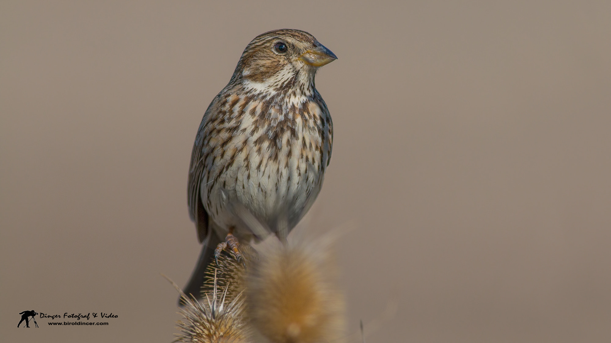 Canon EOS 70D + Canon EF 400mm F5.6L USM sample photo. Tarla Çintesi (corn bunting) photography