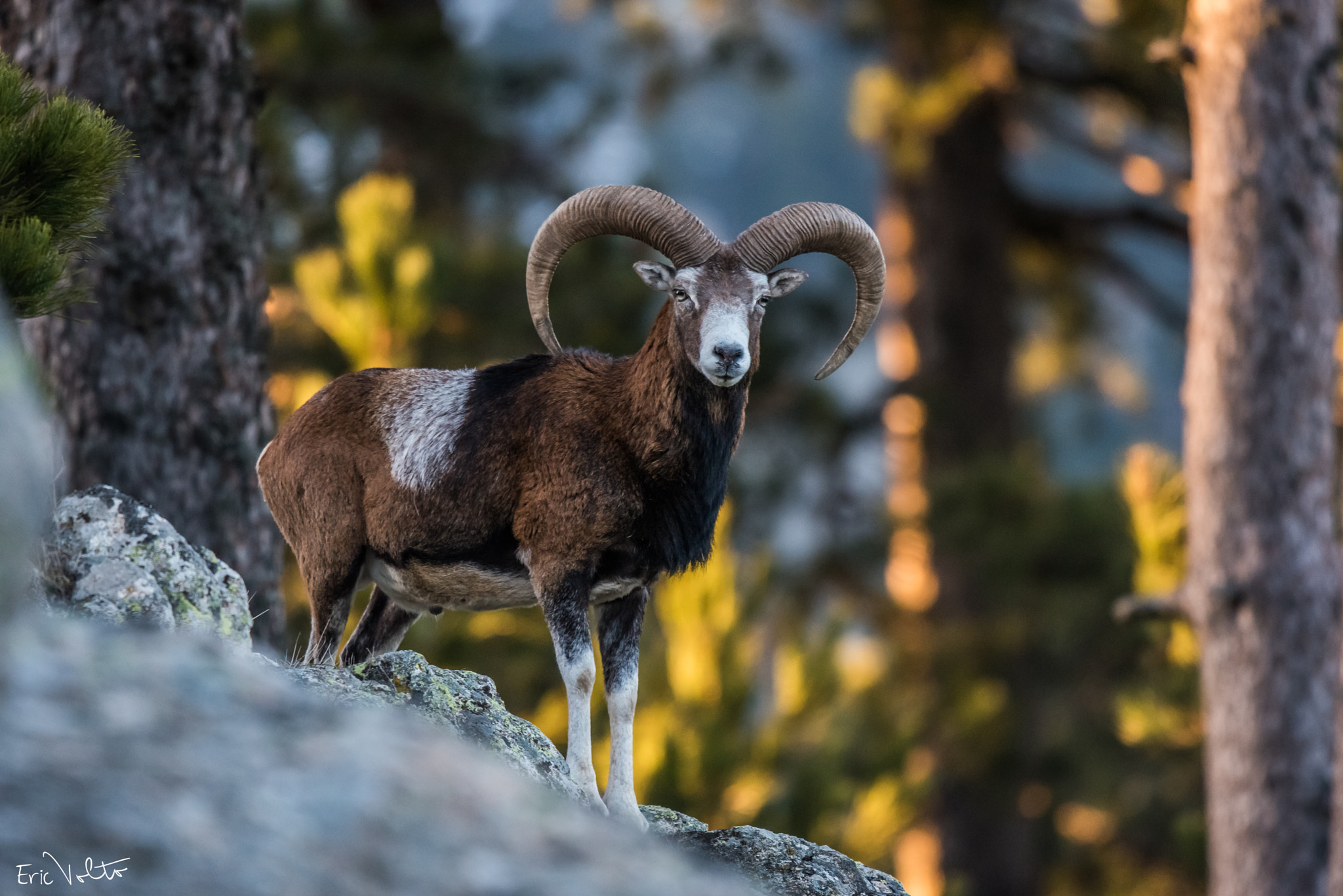 Sigma 500mm F4.5 EX DG HSM sample photo. Le mouflon: impérial photography