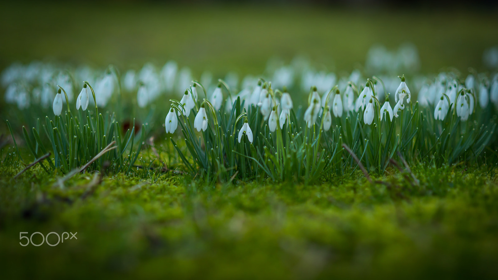 Nikon D810 + Nikon AF Nikkor 85mm F1.8D sample photo. Snowdrops in the morning photography