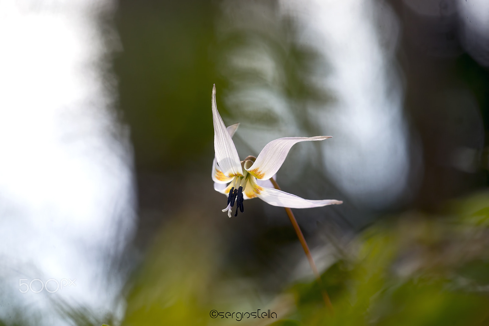 Sigma 150mm F2.8 EX DG Macro HSM sample photo. Il dente_________ photography